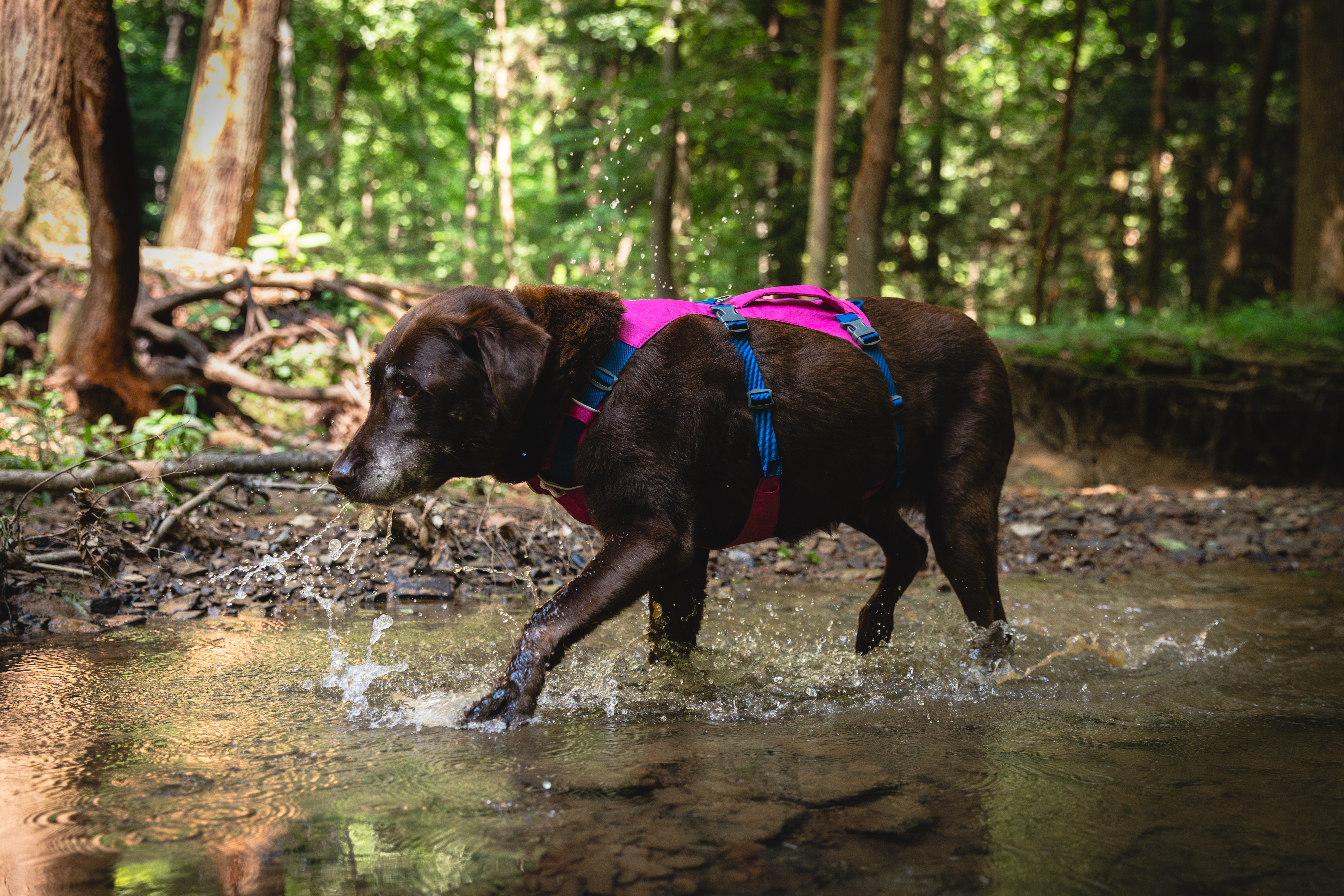Ruffwear Flagline™ Harness Alpenglow Pink
