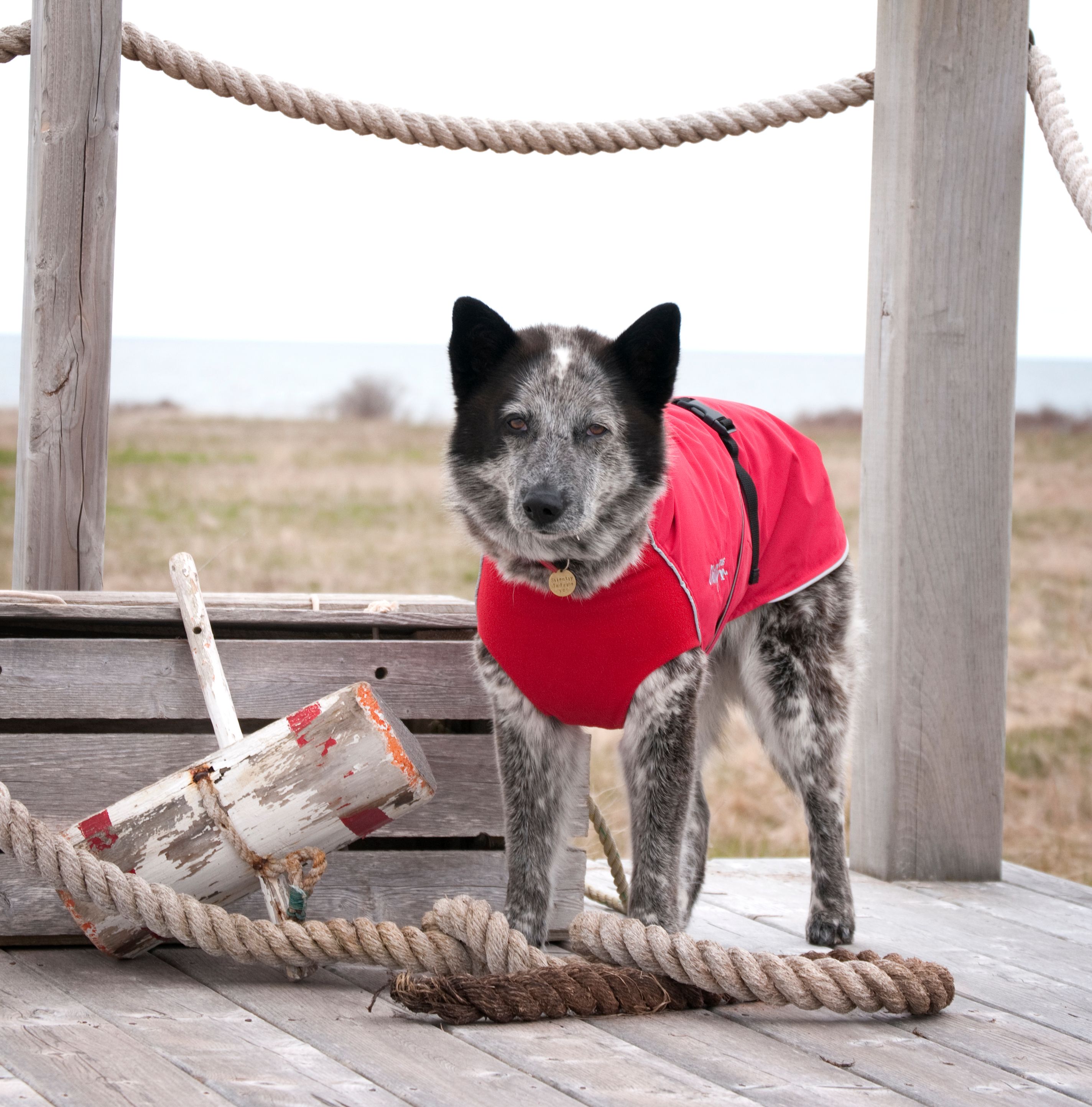 Chilly Dogs Harbour Slicker STANDARD Chilly Dogs Harbour Slicker STANDARD