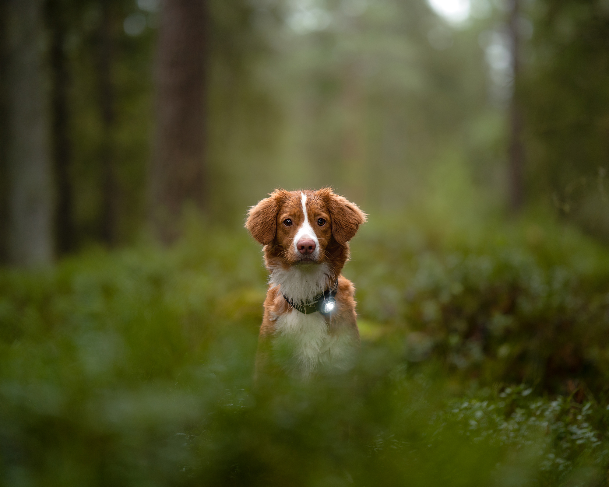 Orbiloc Dog Dual Light Dark