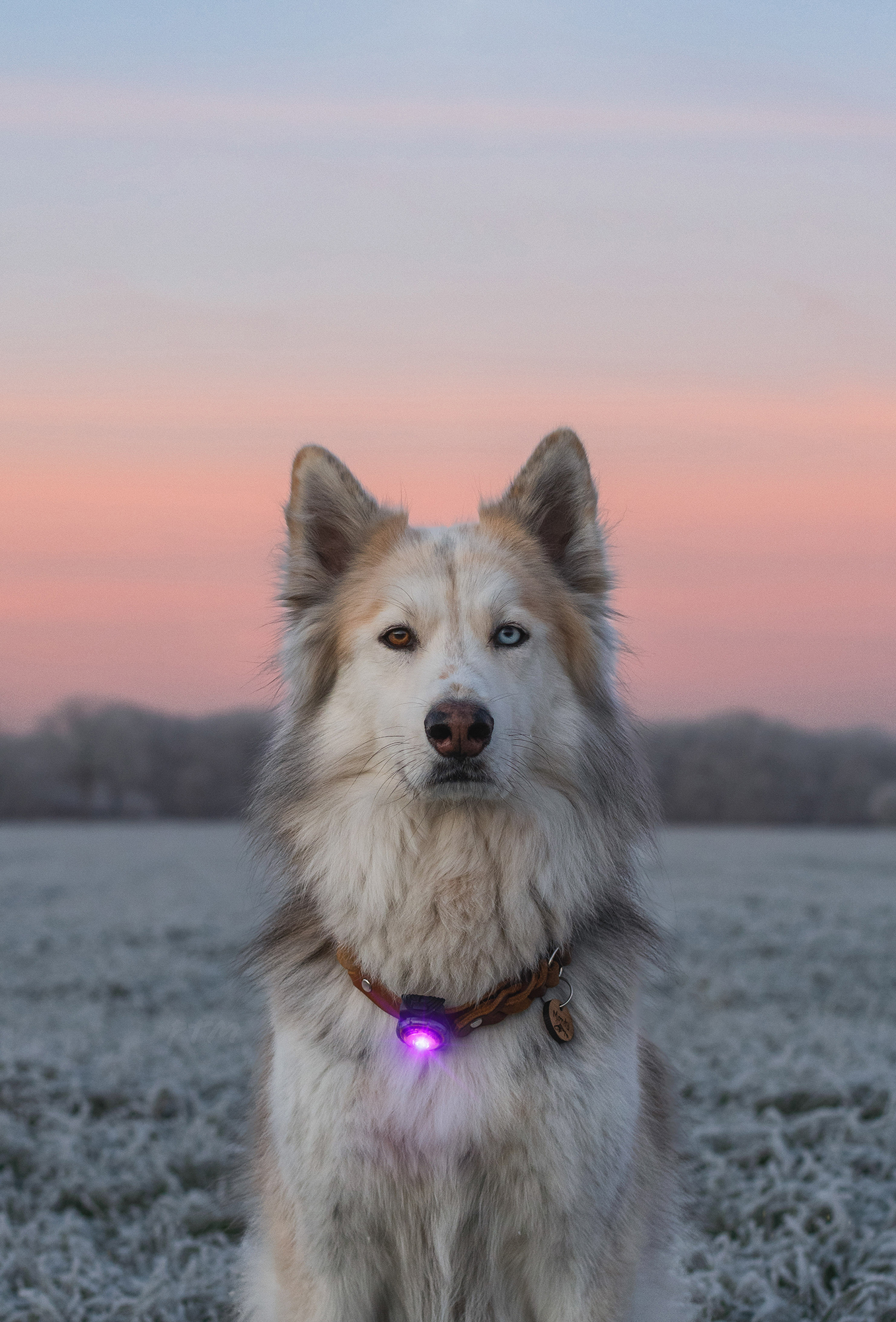 Orbiloc Dog Dual Light purple