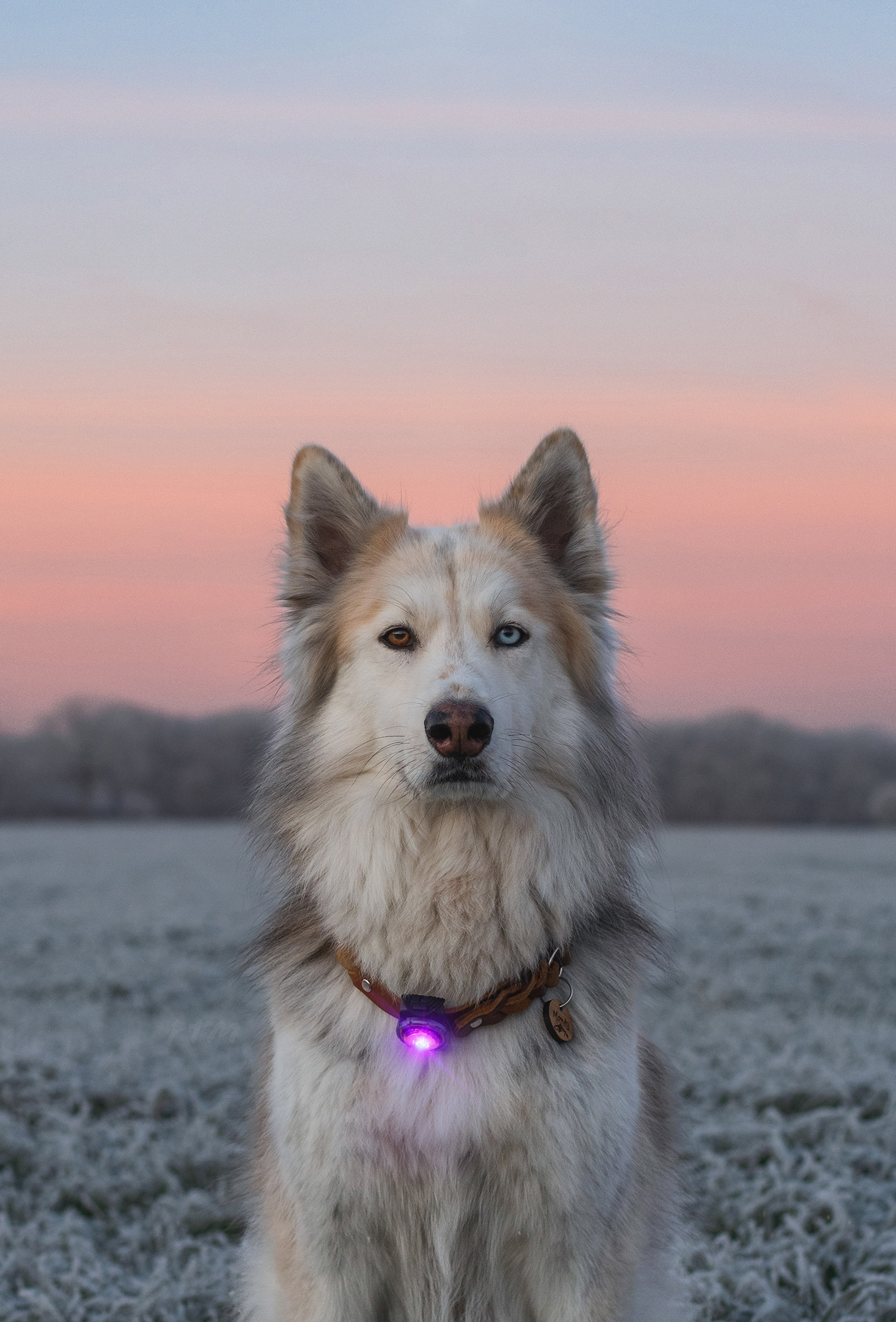Orbiloc Dog Dual Light purple