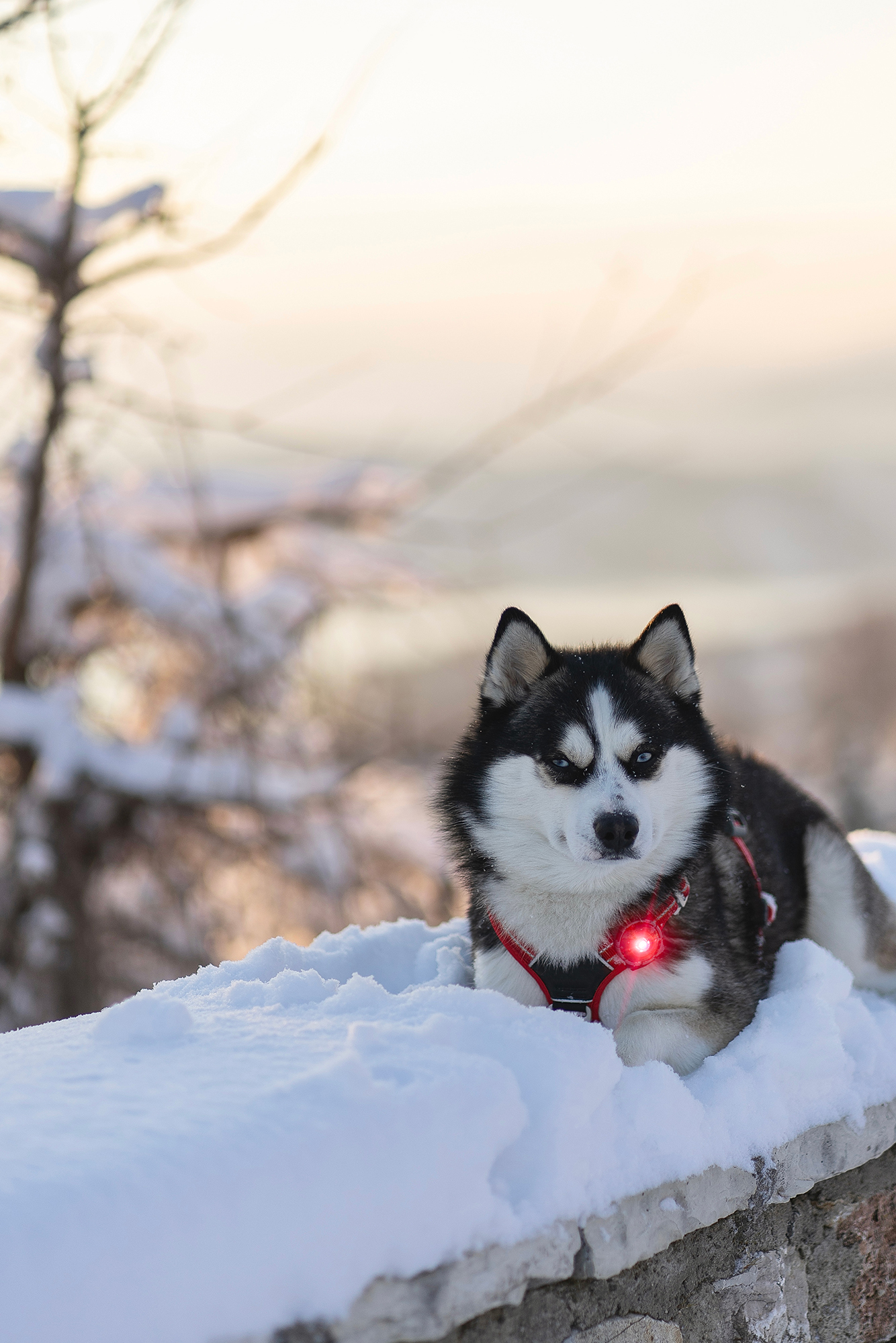 Orbiloc Dog Dual Light red