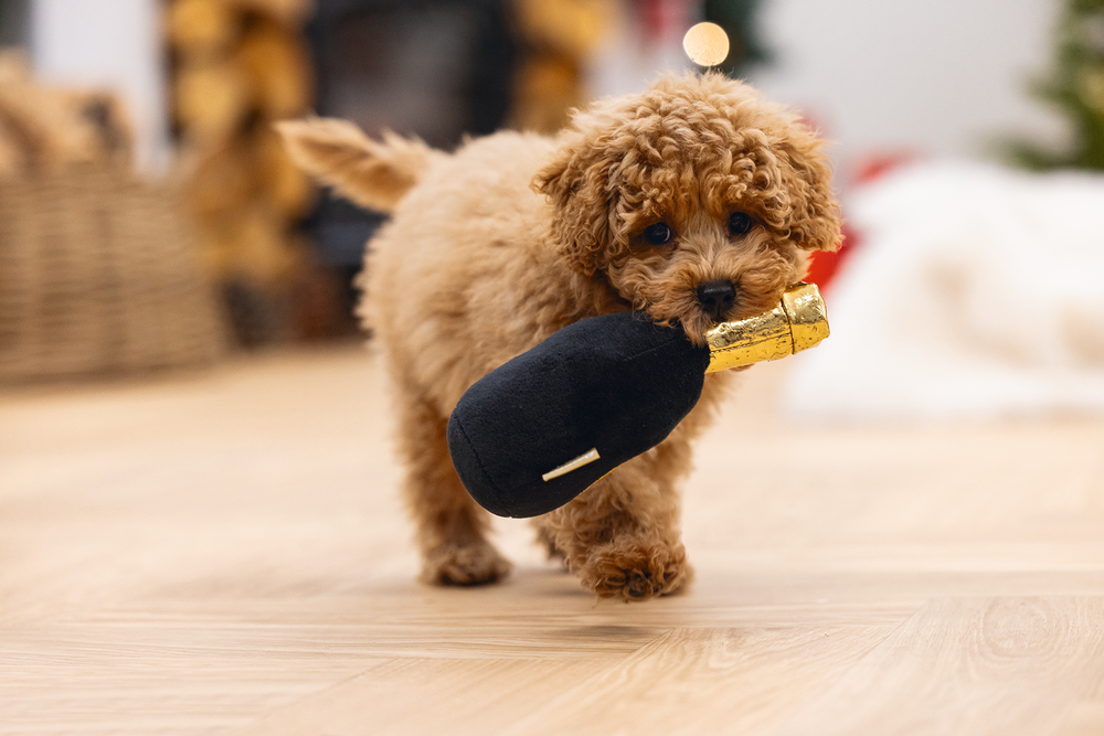 Beeztees Hundespielzeug Champagnerflasche