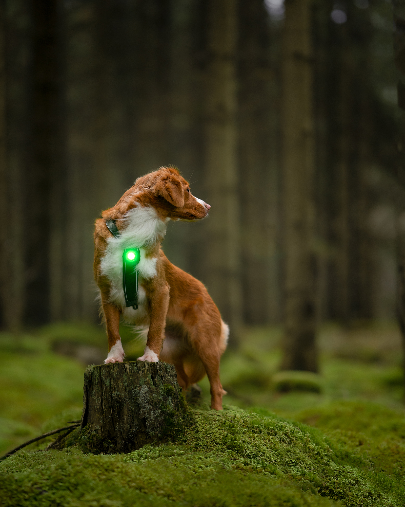 Orbiloc Dog Dual Light green