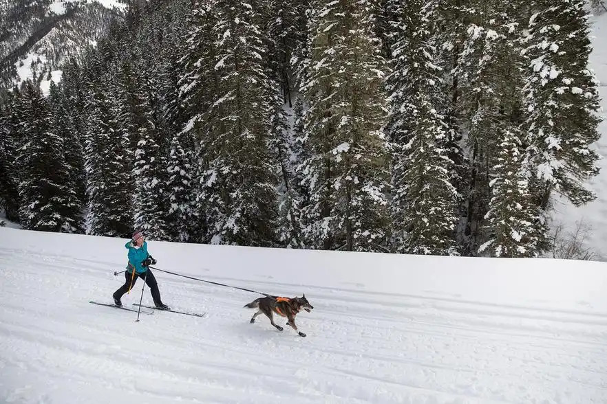 Ruffwear Omnijore Joring System