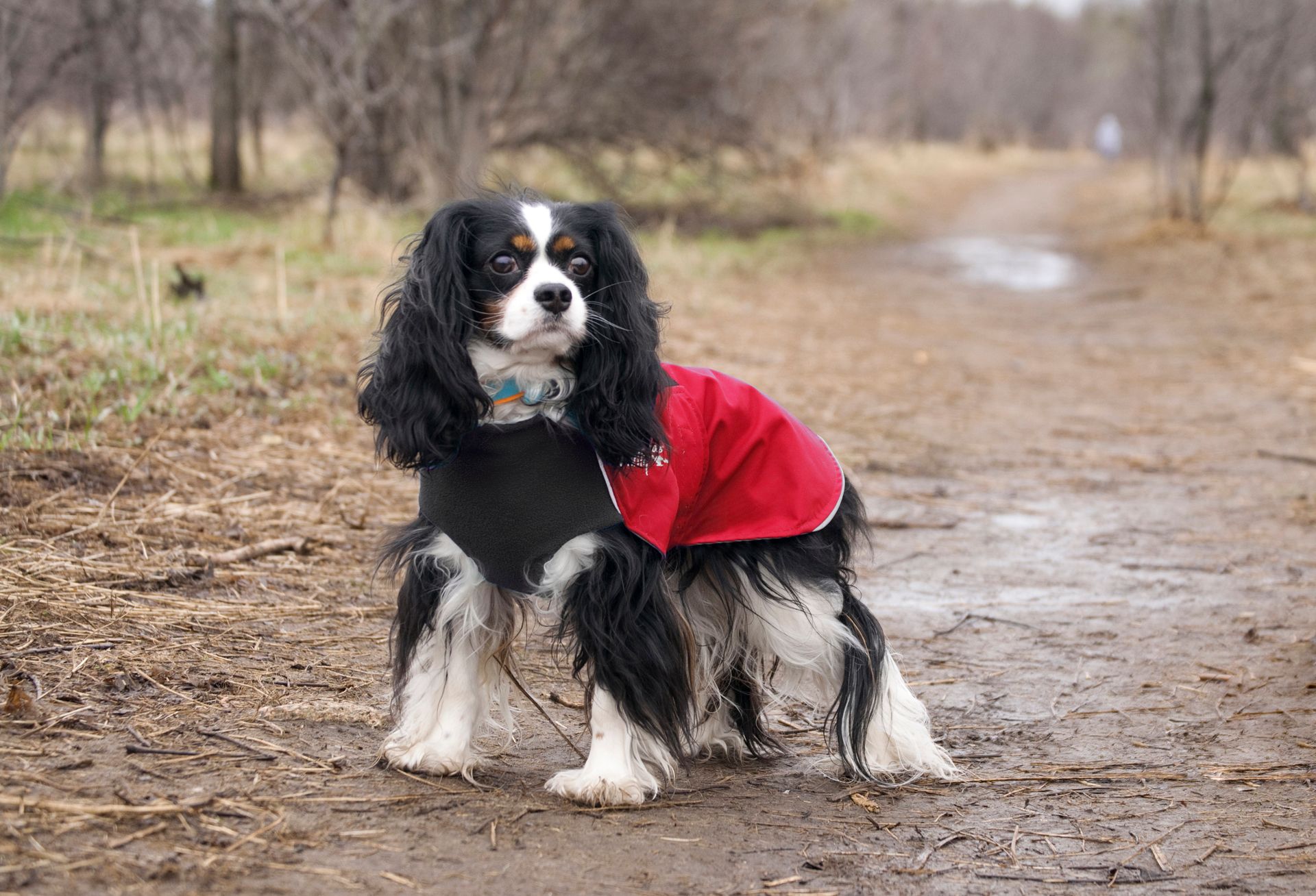 Chilly Dogs Alpine Blazer STANDARD