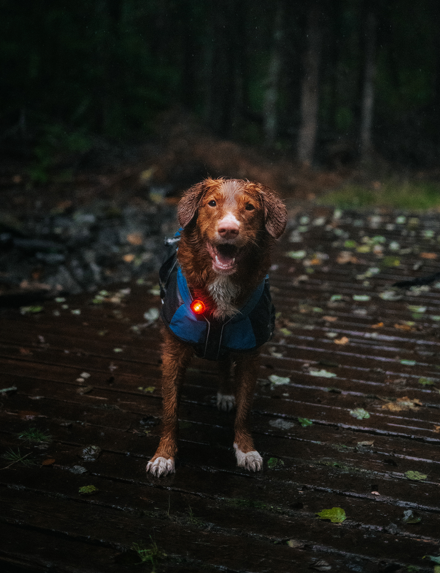 Orbiloc Dog Dual Light red