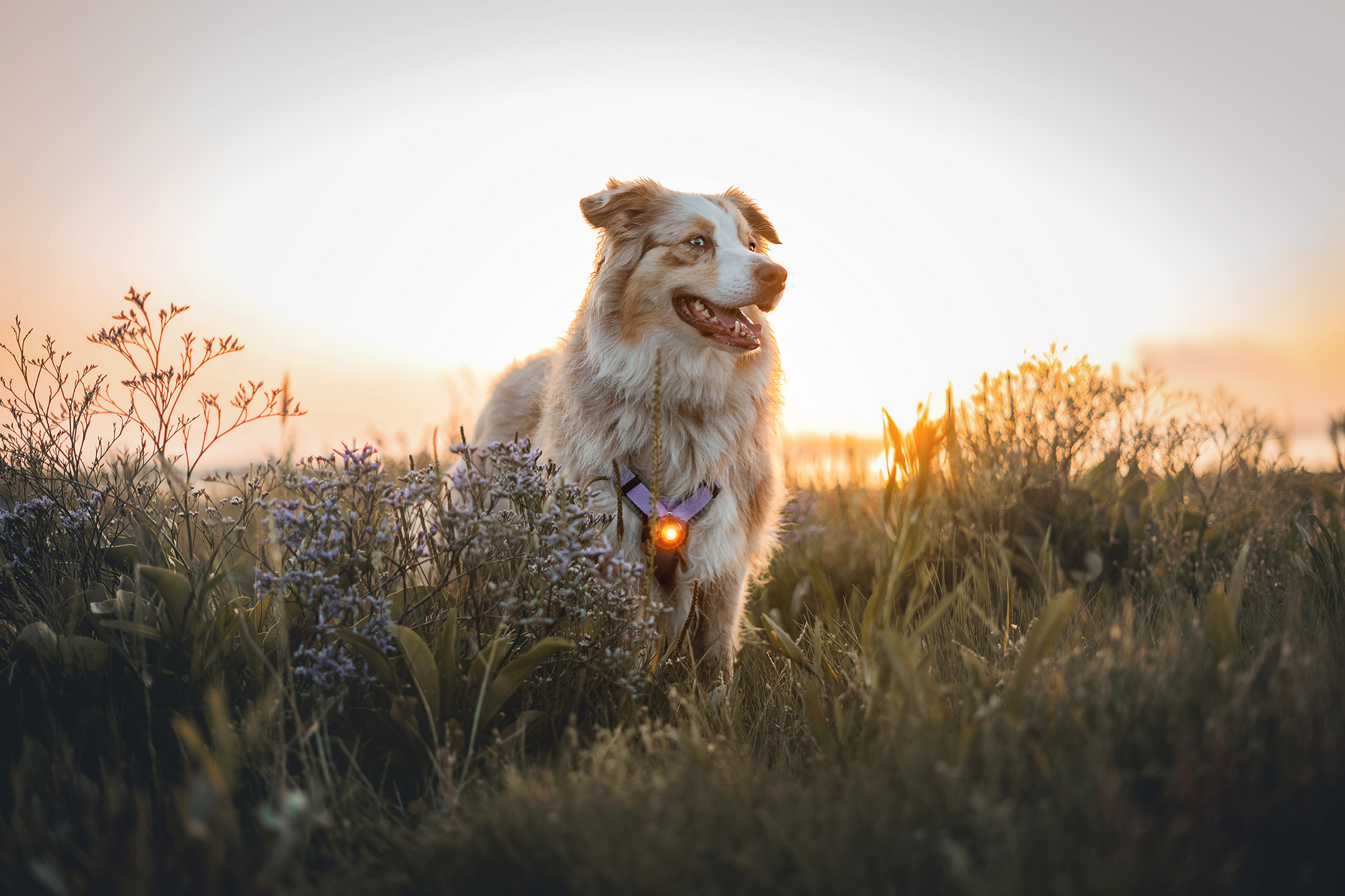 Orbiloc Dog Dual Light amber