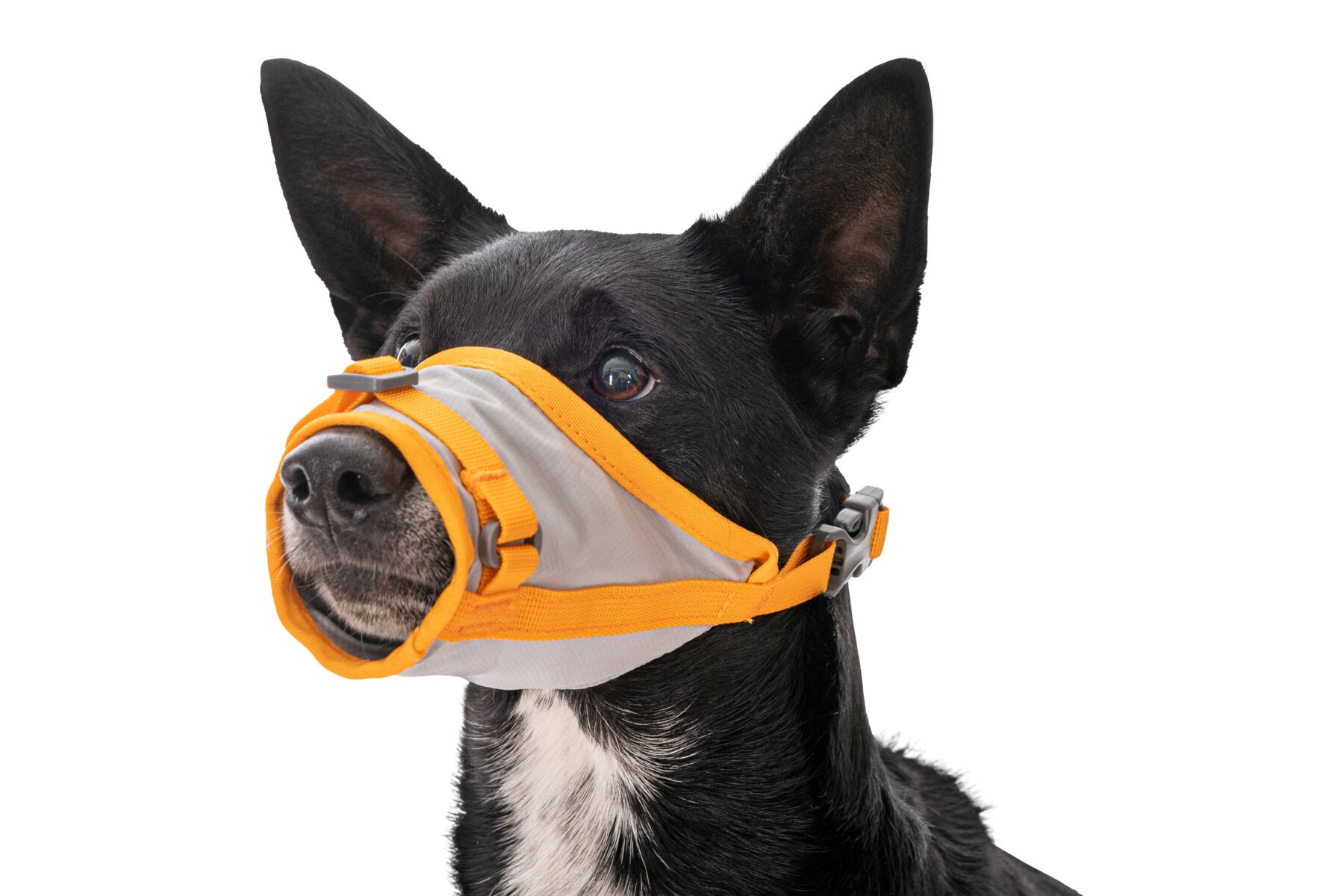 Ruffwear BackTrak™ Dog Evacuation Kit Cloudburst Gray Ruffwear BackTrak™ Dog Evacuation Kit Cloudburst Gray