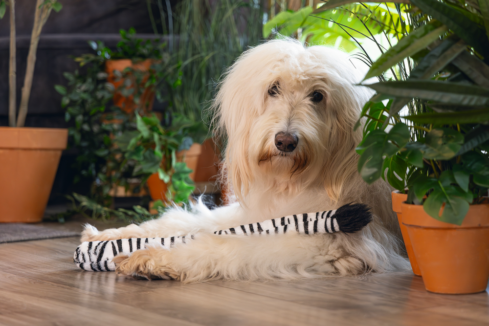 Beeztees Dschungel Zebraschwanz