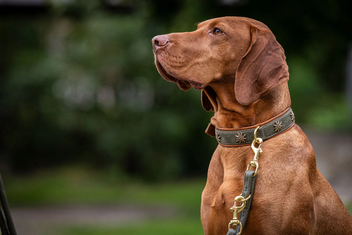 Maul Halsband Bergzauber Edelweiß khaki