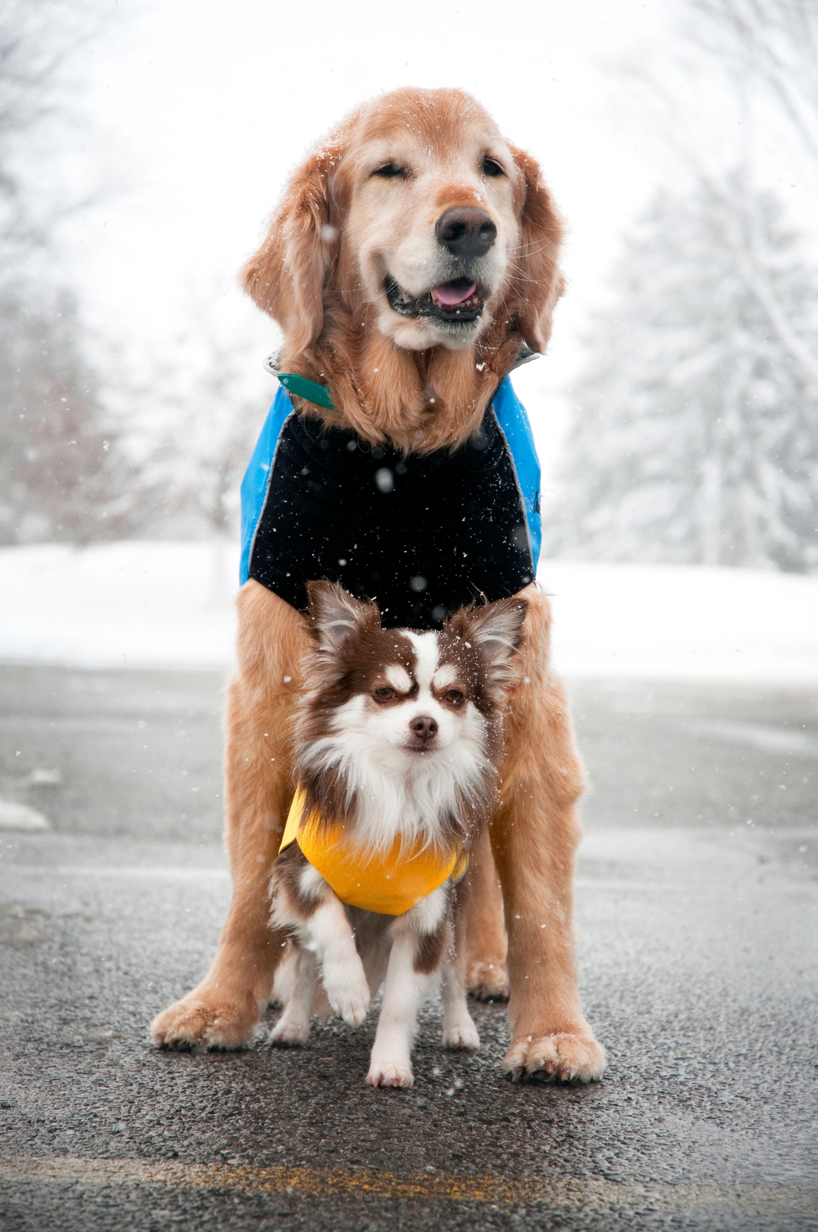 Chilly Dogs Harbour Slicker STANDARD