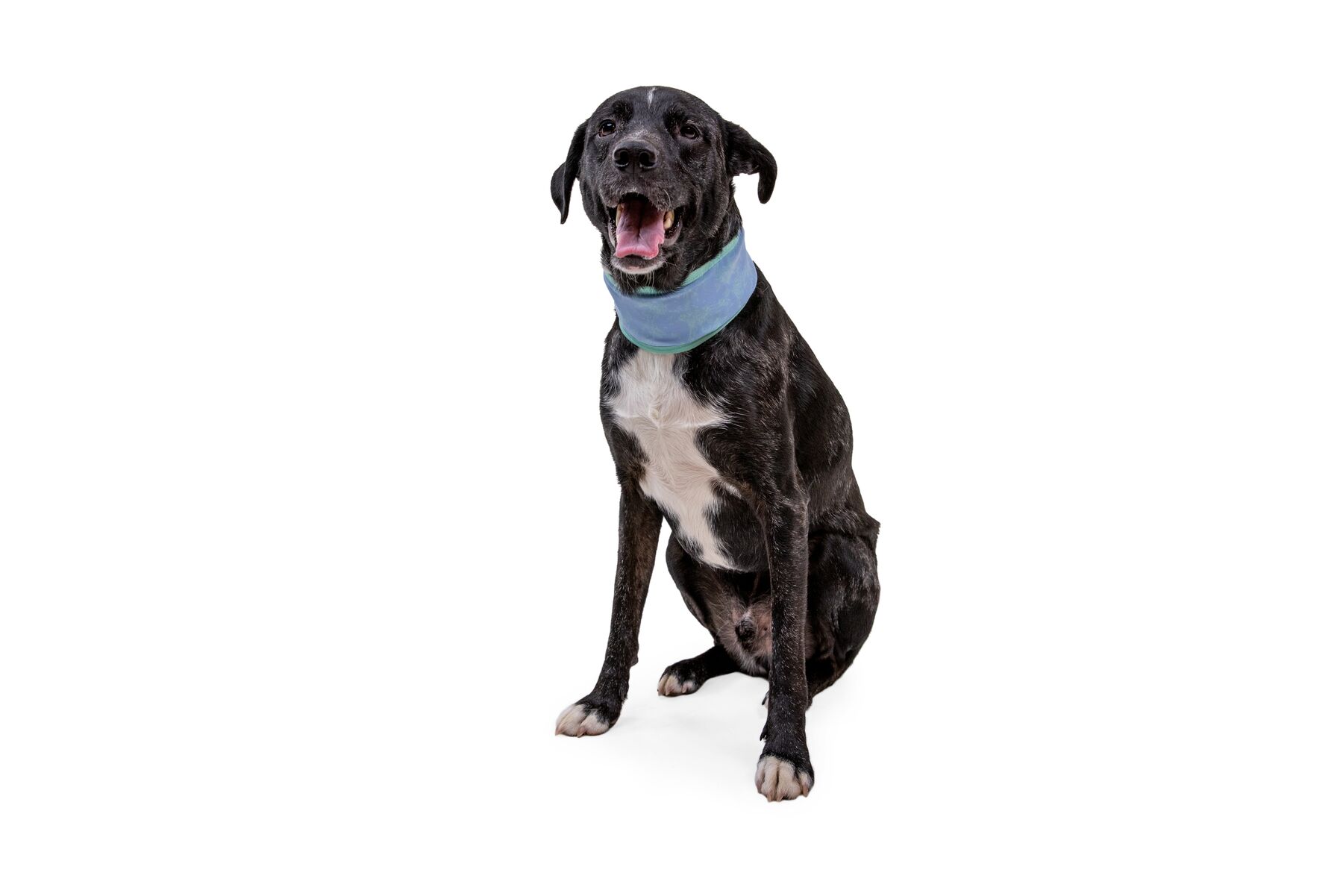 RuffWear Swamp Cooler™ Neck Gaiter