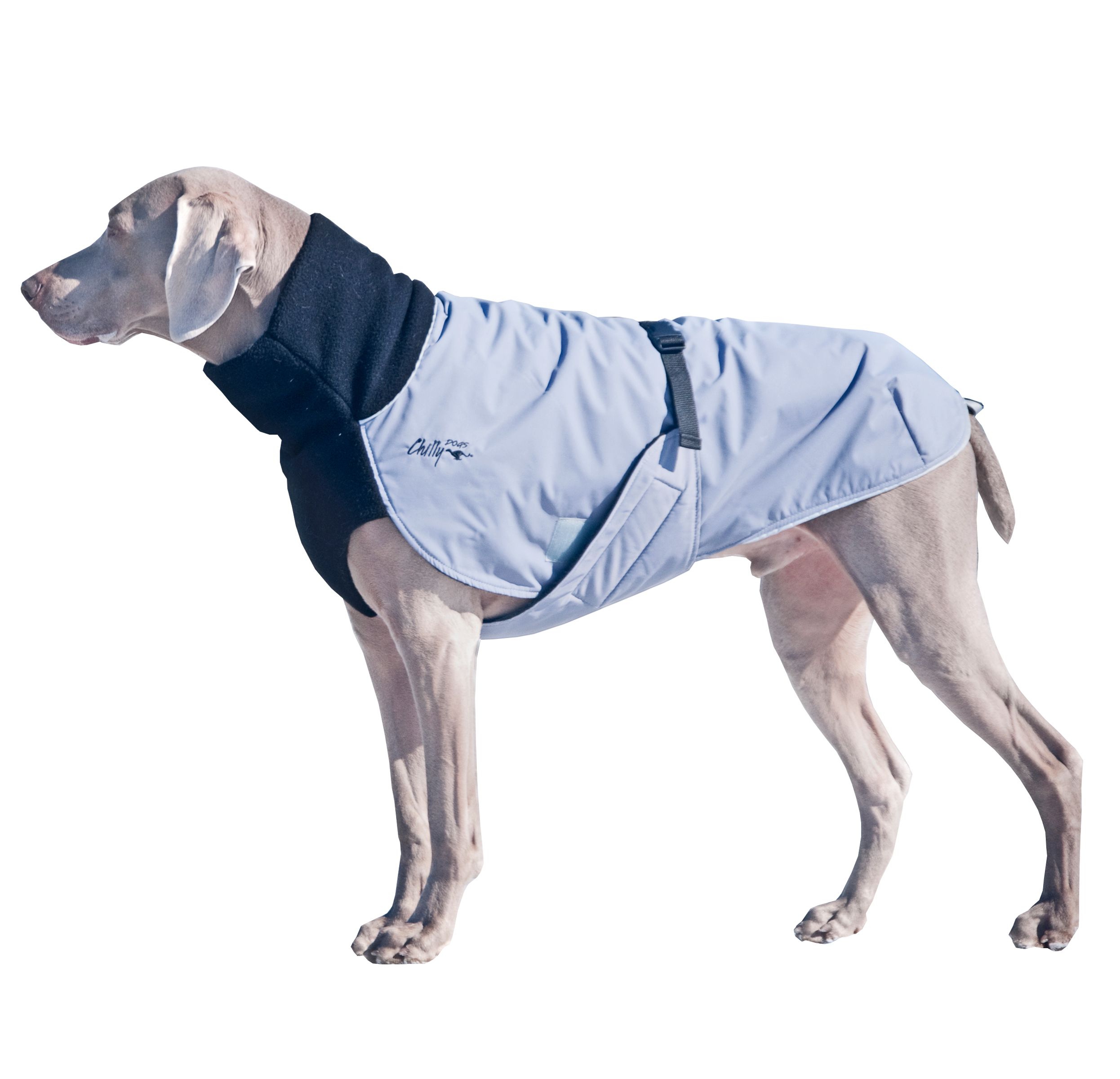 Chilly Dogs Great White North STANDARD