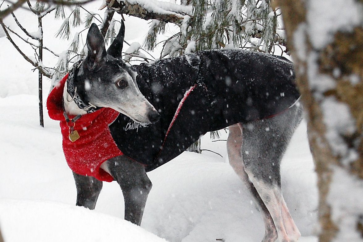 Chilly Dogs Great White North Long & Lean (extra lang)