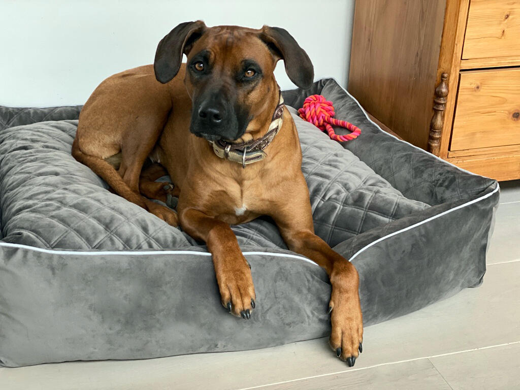 Laboni Hundebett OXFORD