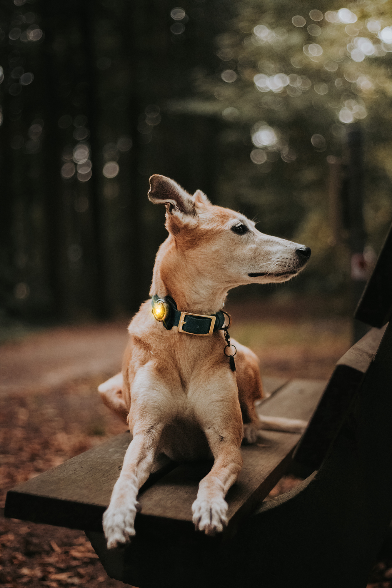 Orbiloc Dog Dual Light yellow