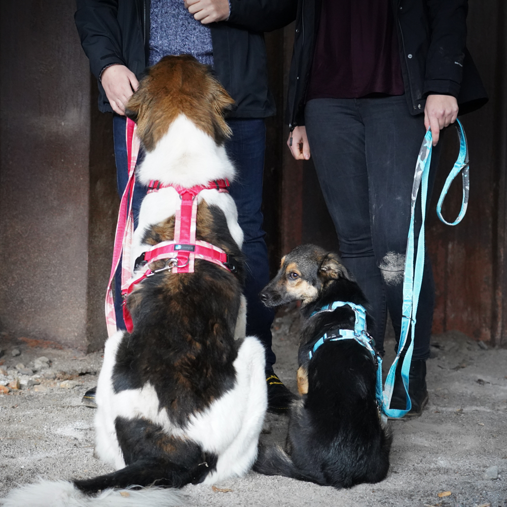 annyx Geschirr Fun fire (Limited Edition)