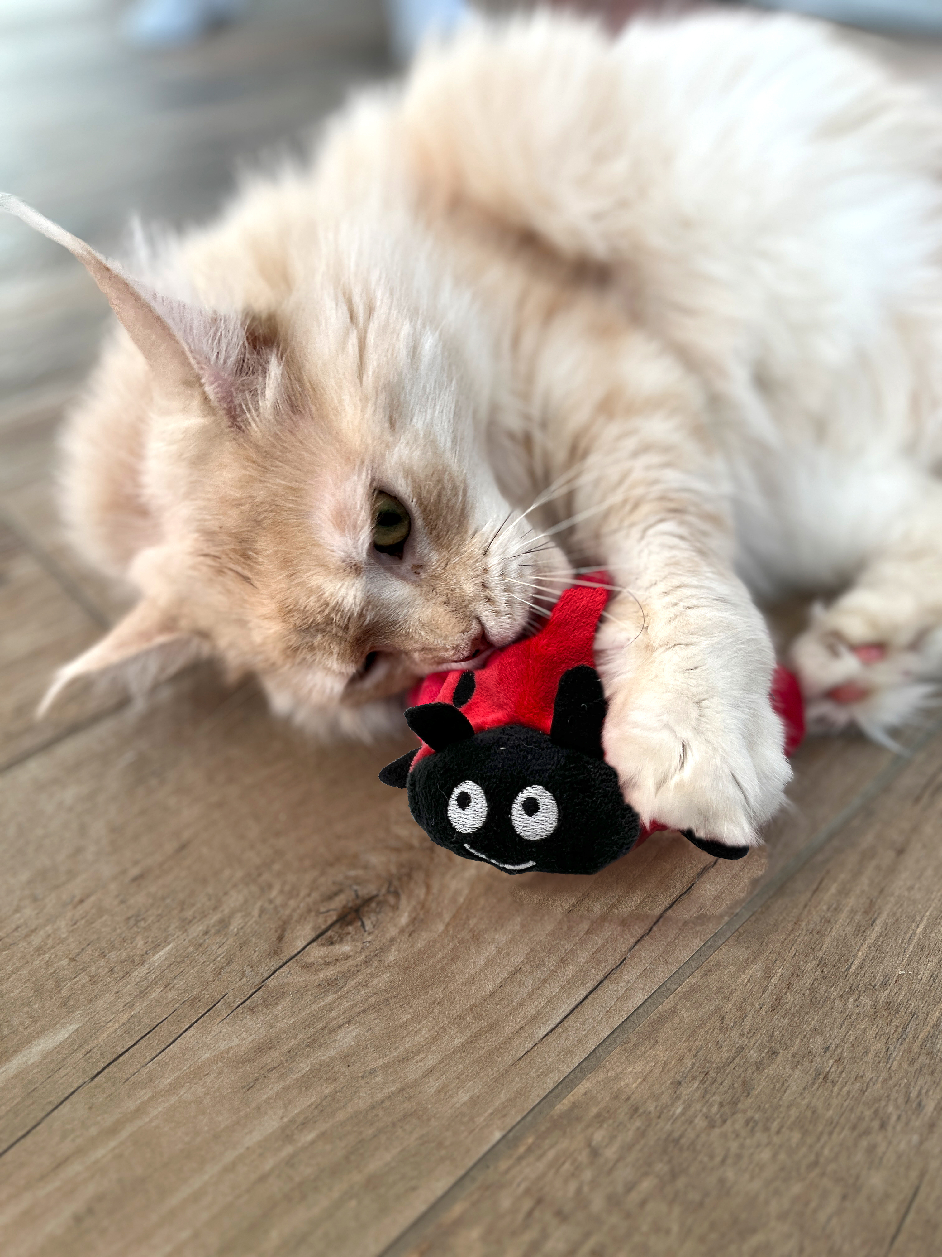 Aumüller Katzenspielzeug Marienkäfer Dotty