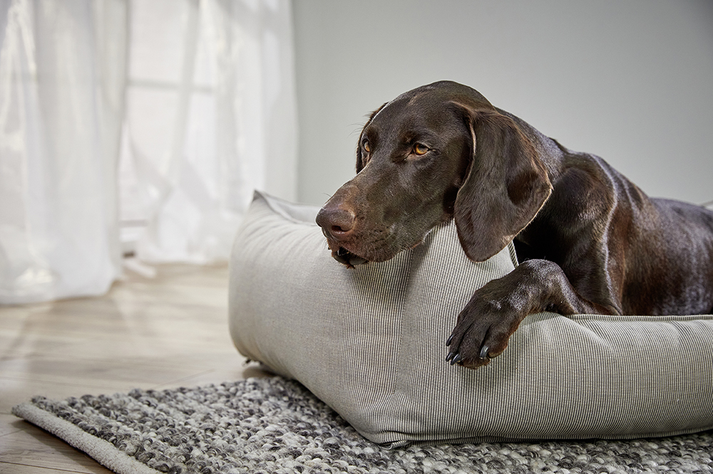 Wolters Dog Lounge Noble Stripes