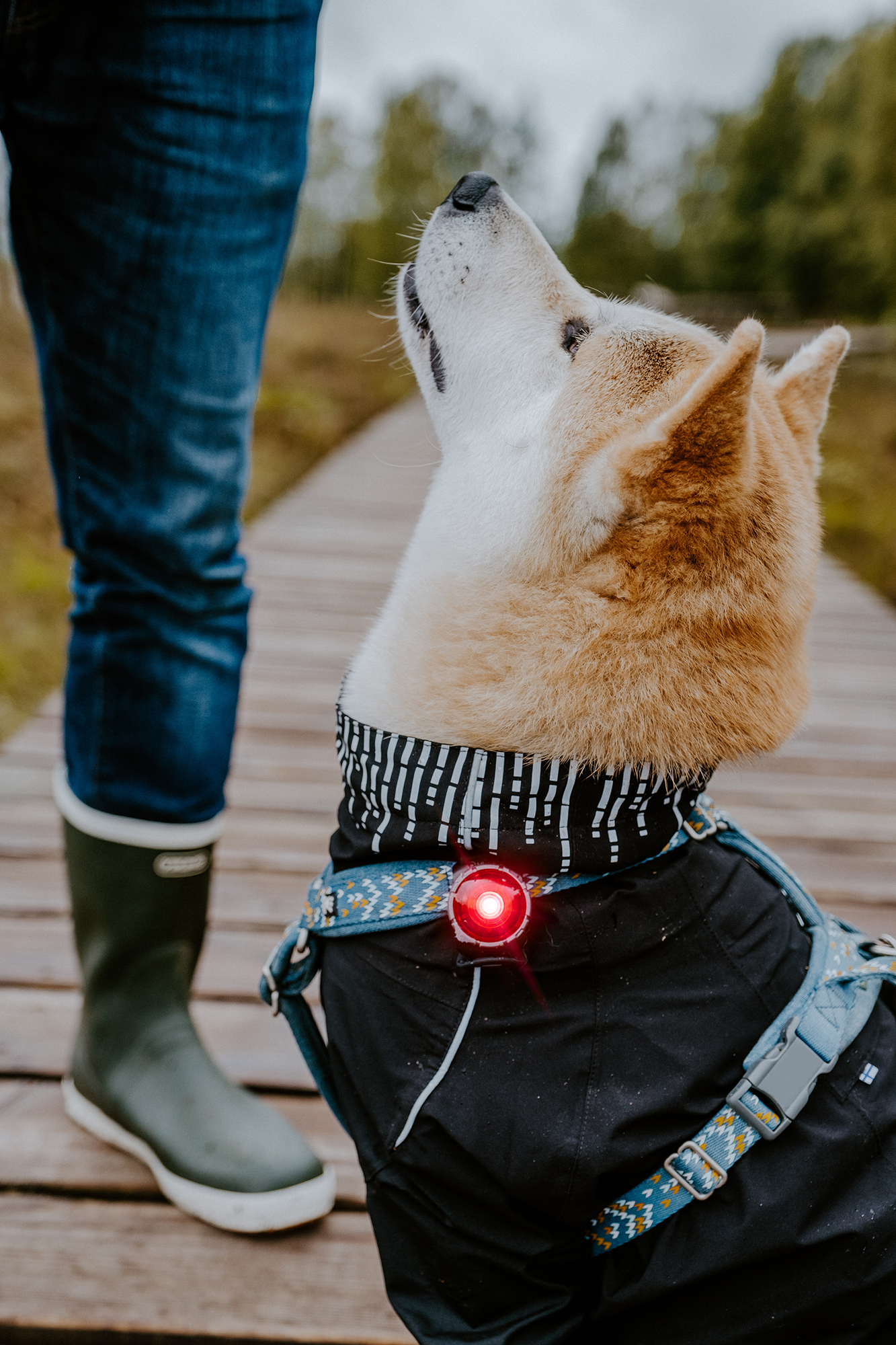 Orbiloc Dog Dual Light red Orbiloc Dog Dual Light red