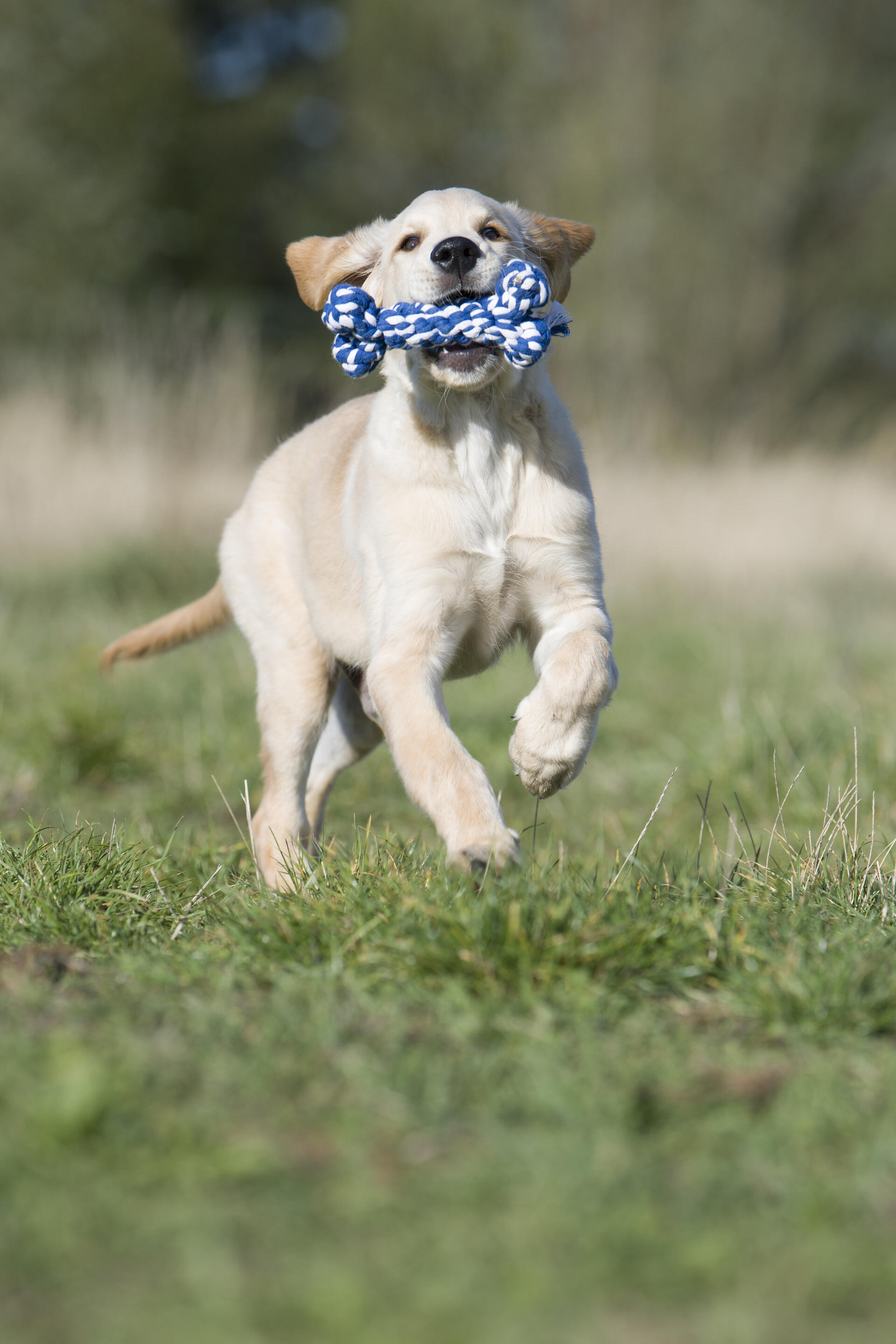 Laboni Hundespielzeug Bonnie Bone, 14cm