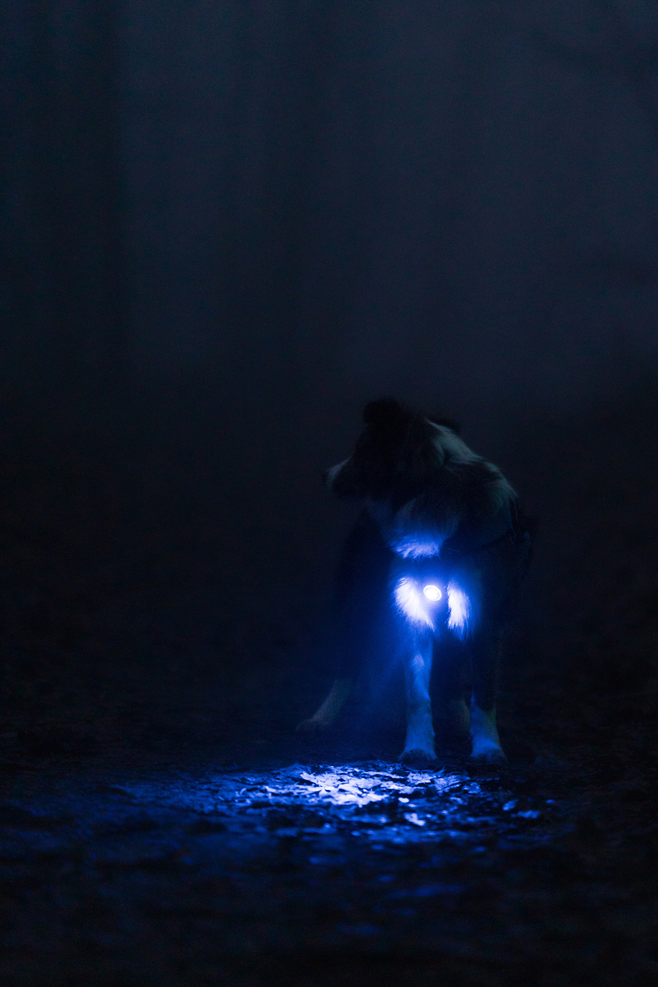 Orbiloc Dog Dual Light blue