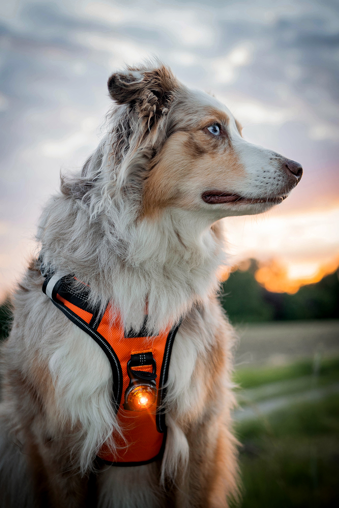 Orbiloc Dog Dual Light amber