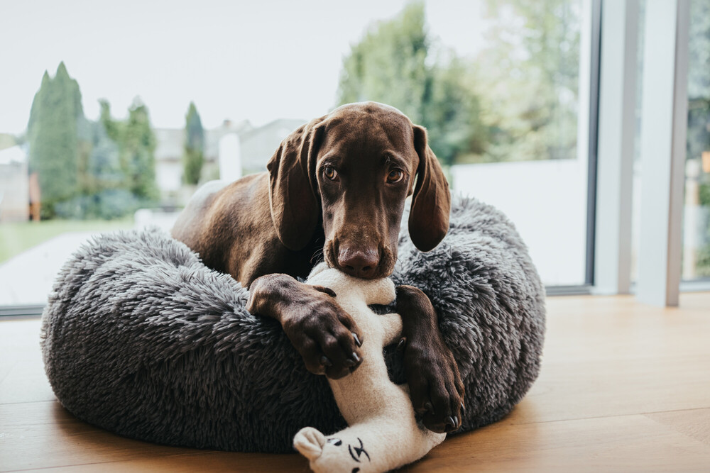 Hunter Hunde- und Katzenschlafplatz Loppa