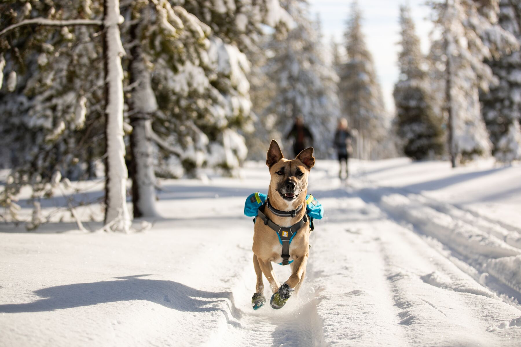 Ruffwear Polar Trex - set of 2 - Forest Green