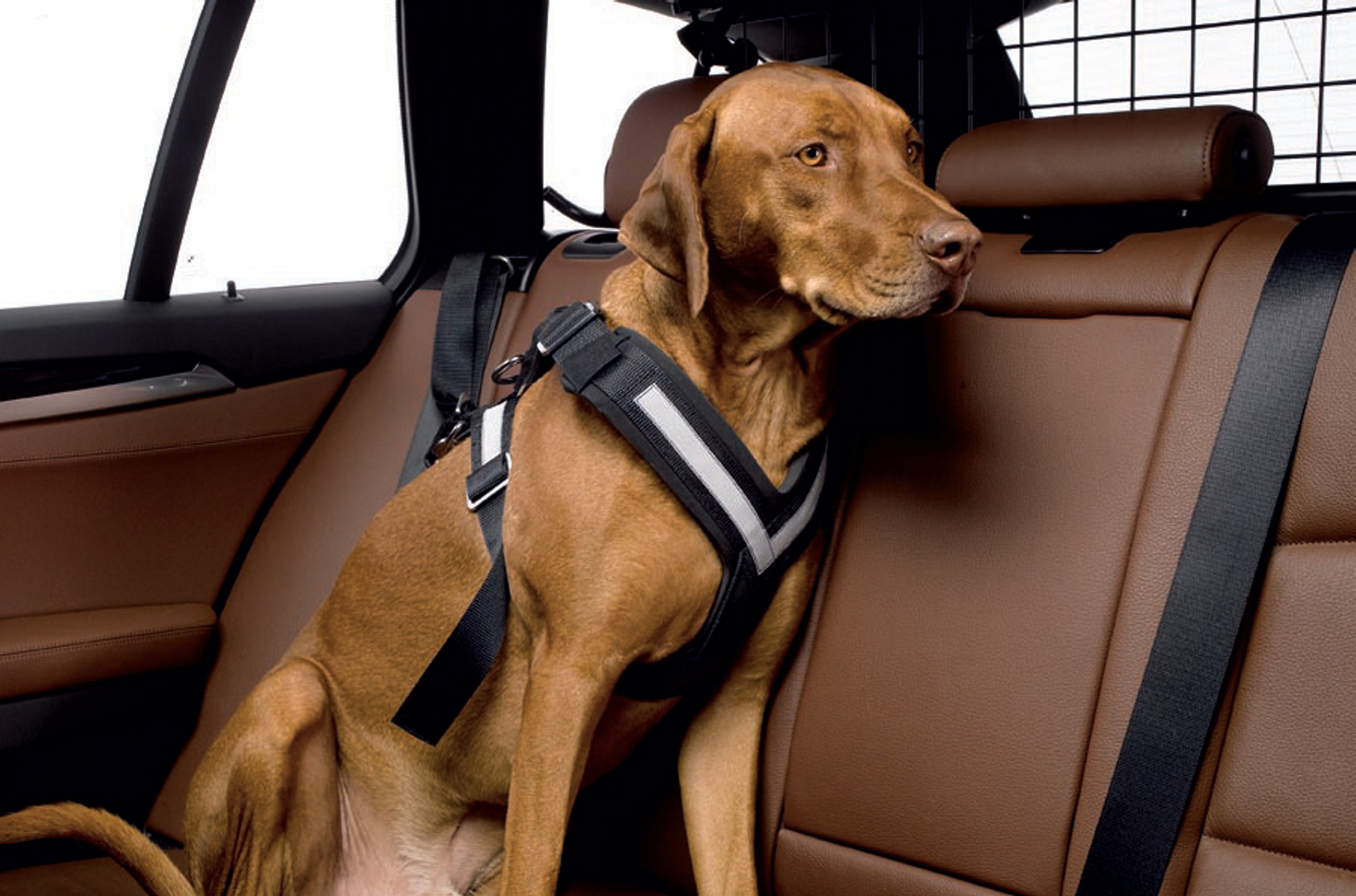 Kleinmetall Allsafe Hunde-Sicherheitsgurt, TÜV geprüft, Crash getestet