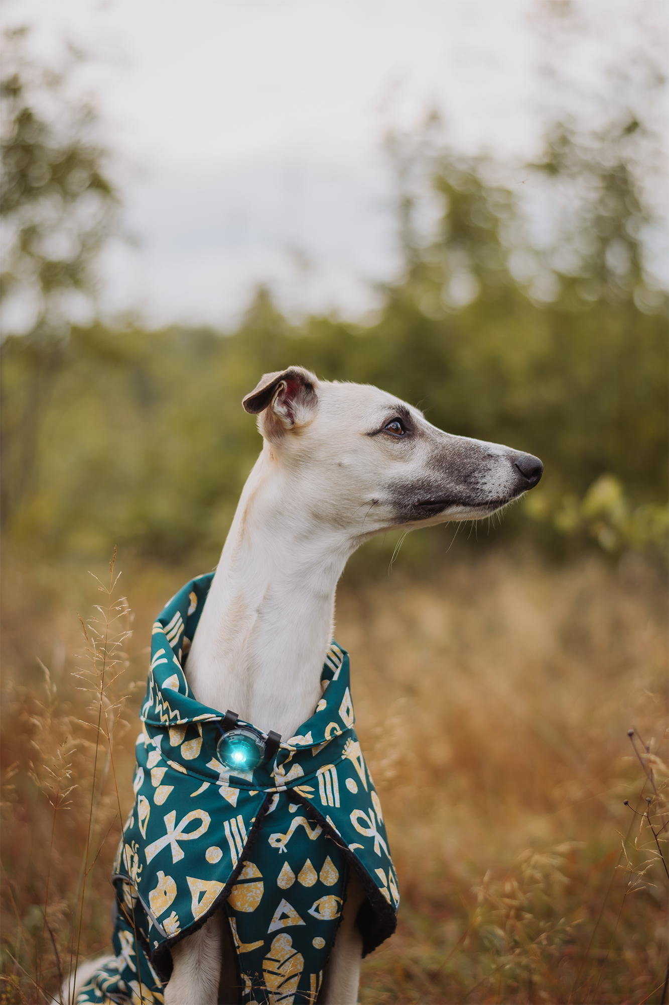 Orbiloc Dog Dual Light turquoise