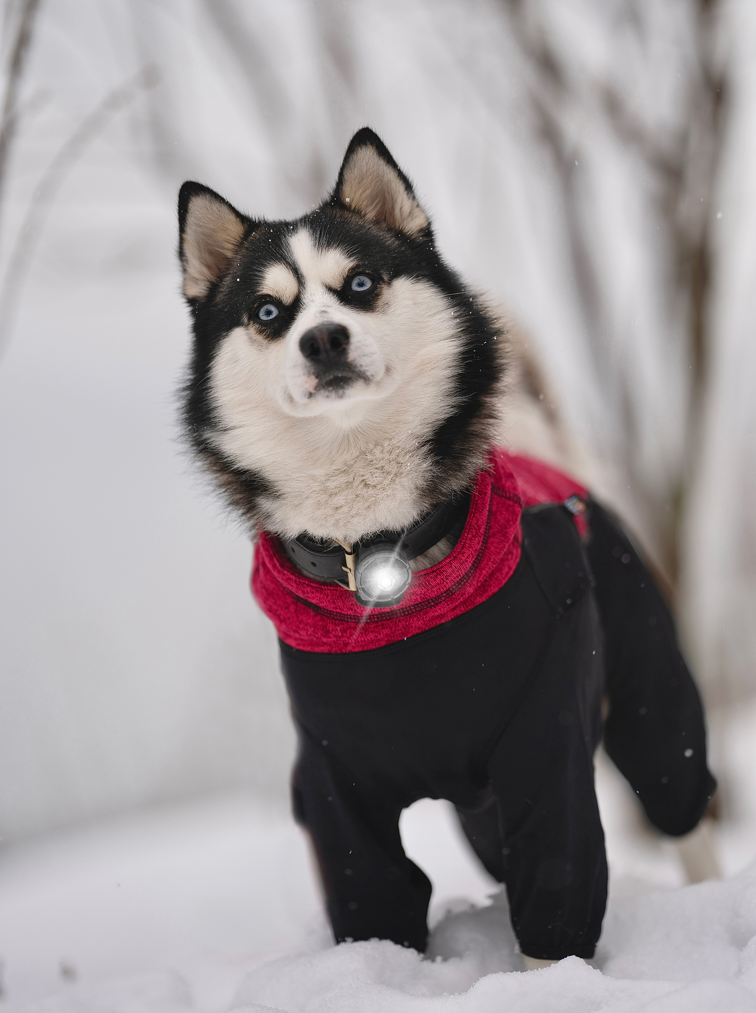 Orbiloc Dog Dual Light Dark