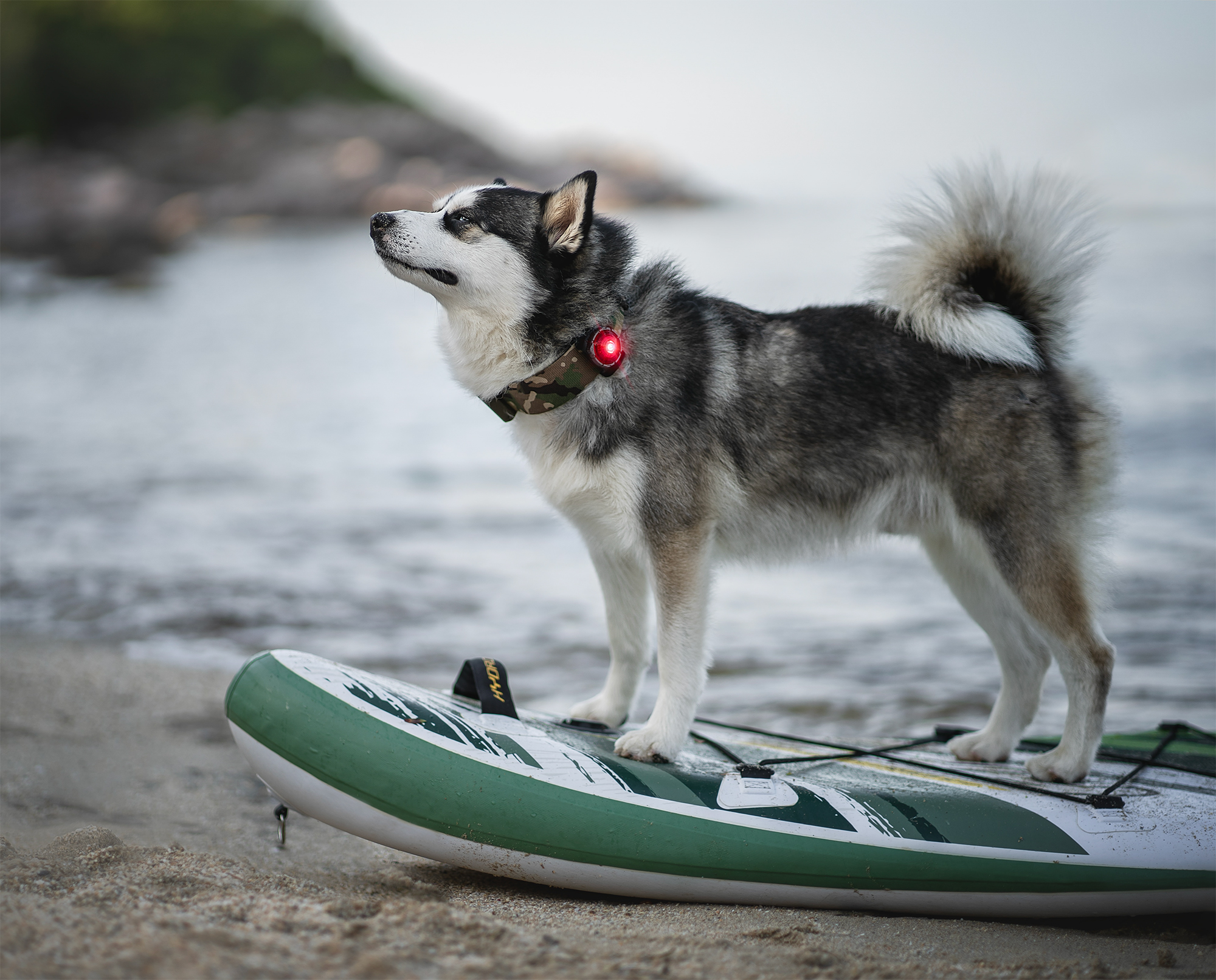 Orbiloc Dog Dual Light red Orbiloc Dog Dual Light red