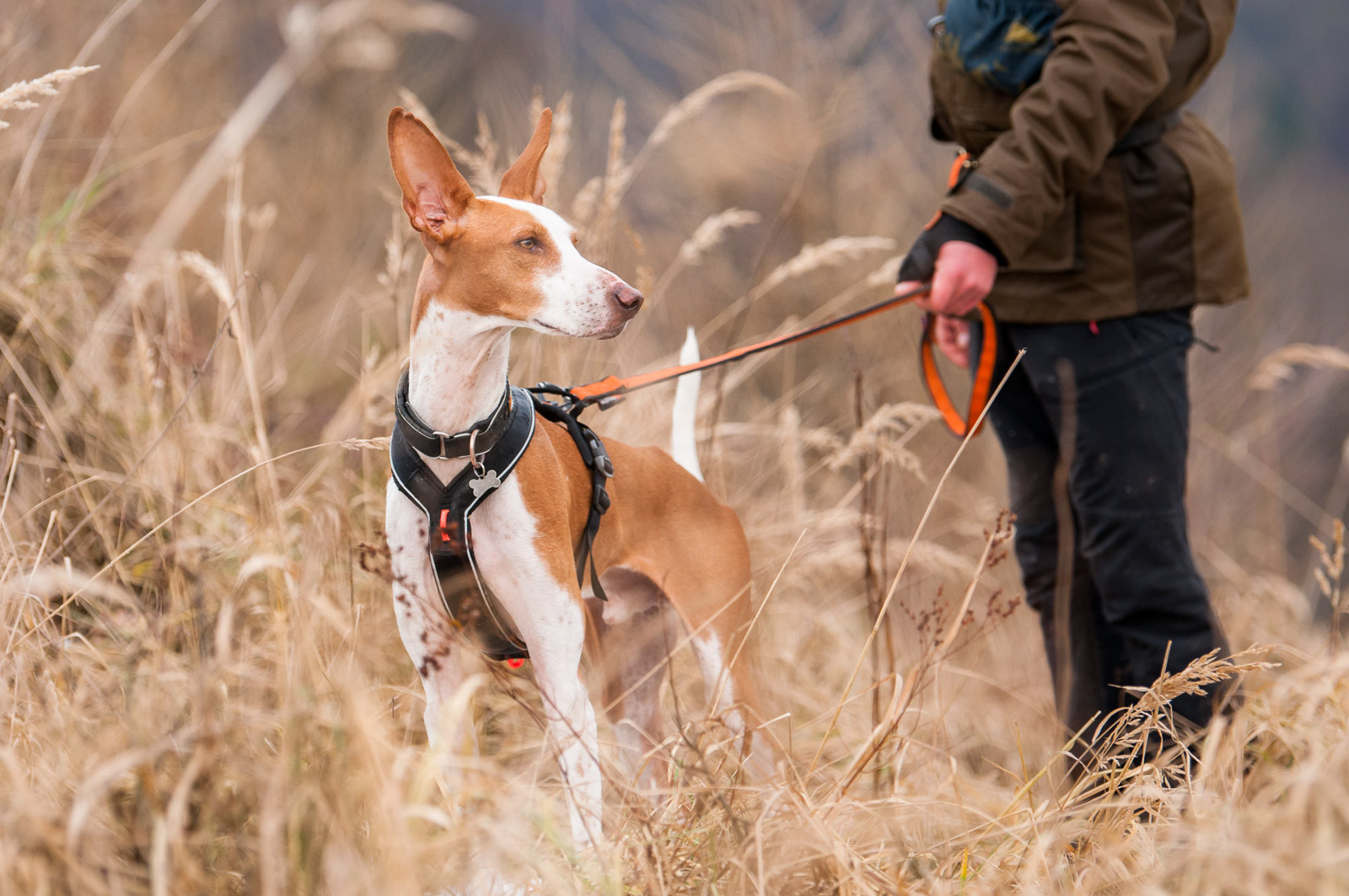 Non-stop dogwear Line Harness Grip black
