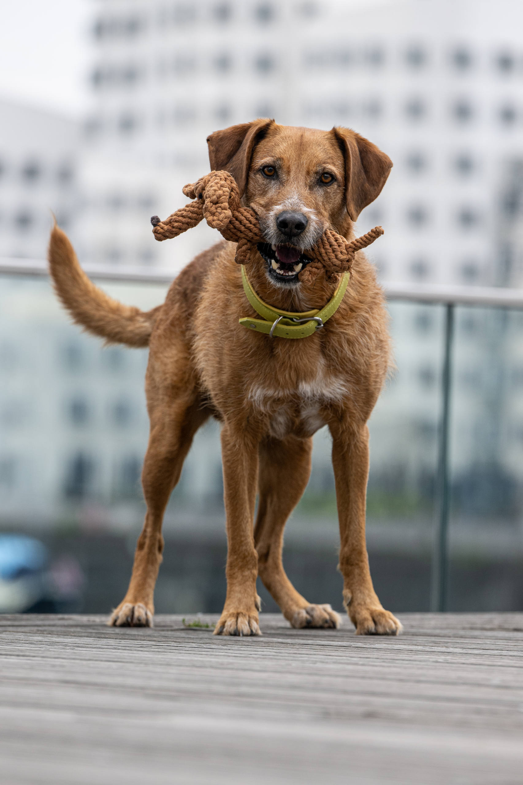 Laboni Hundespielzeug Diego Dackel hellbraun