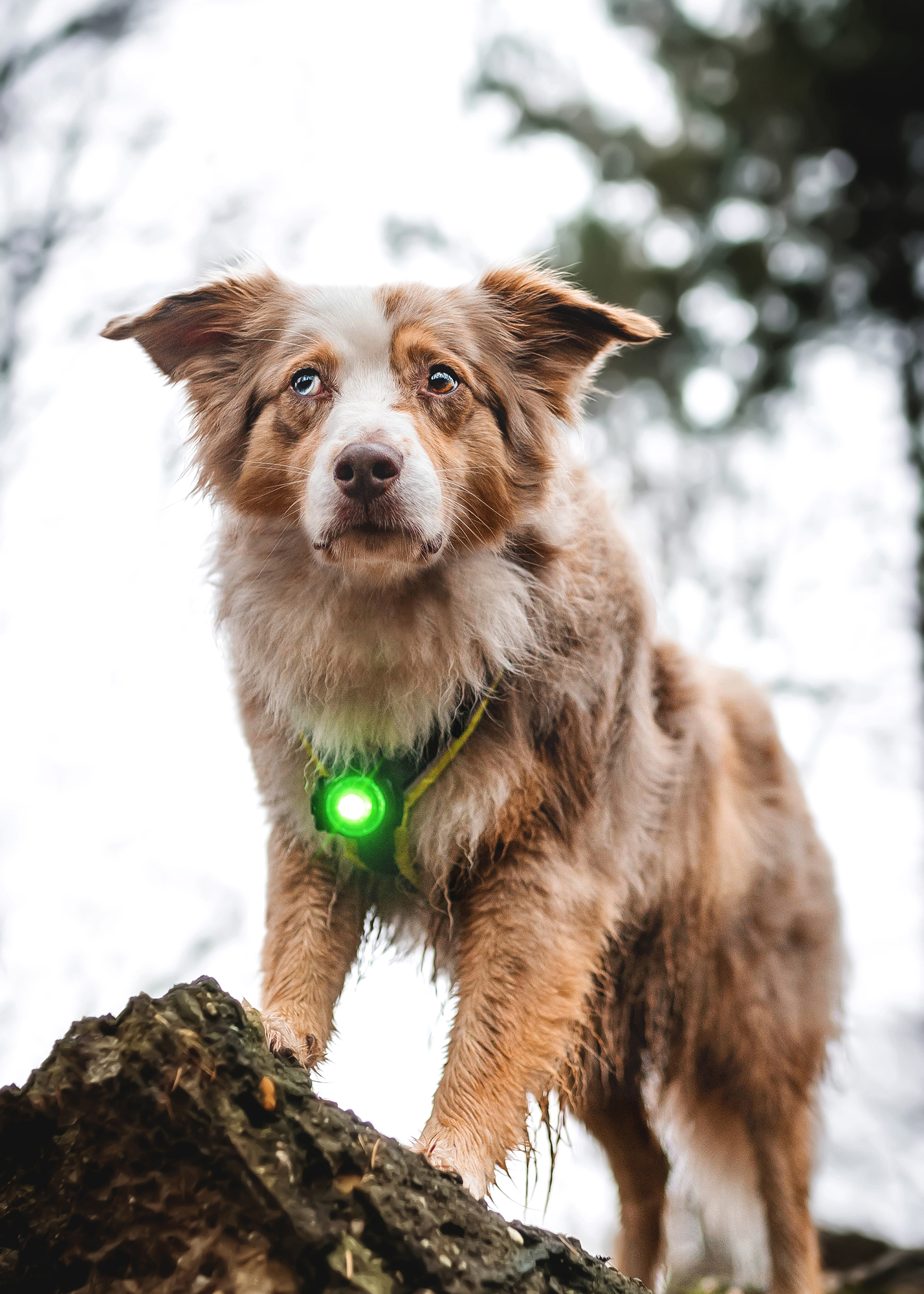 Orbiloc Dog Dual Light green