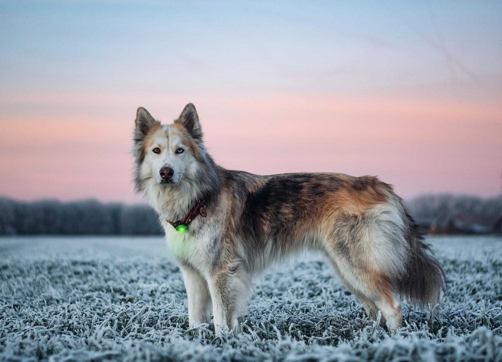 Orbiloc Dog Dual Light green