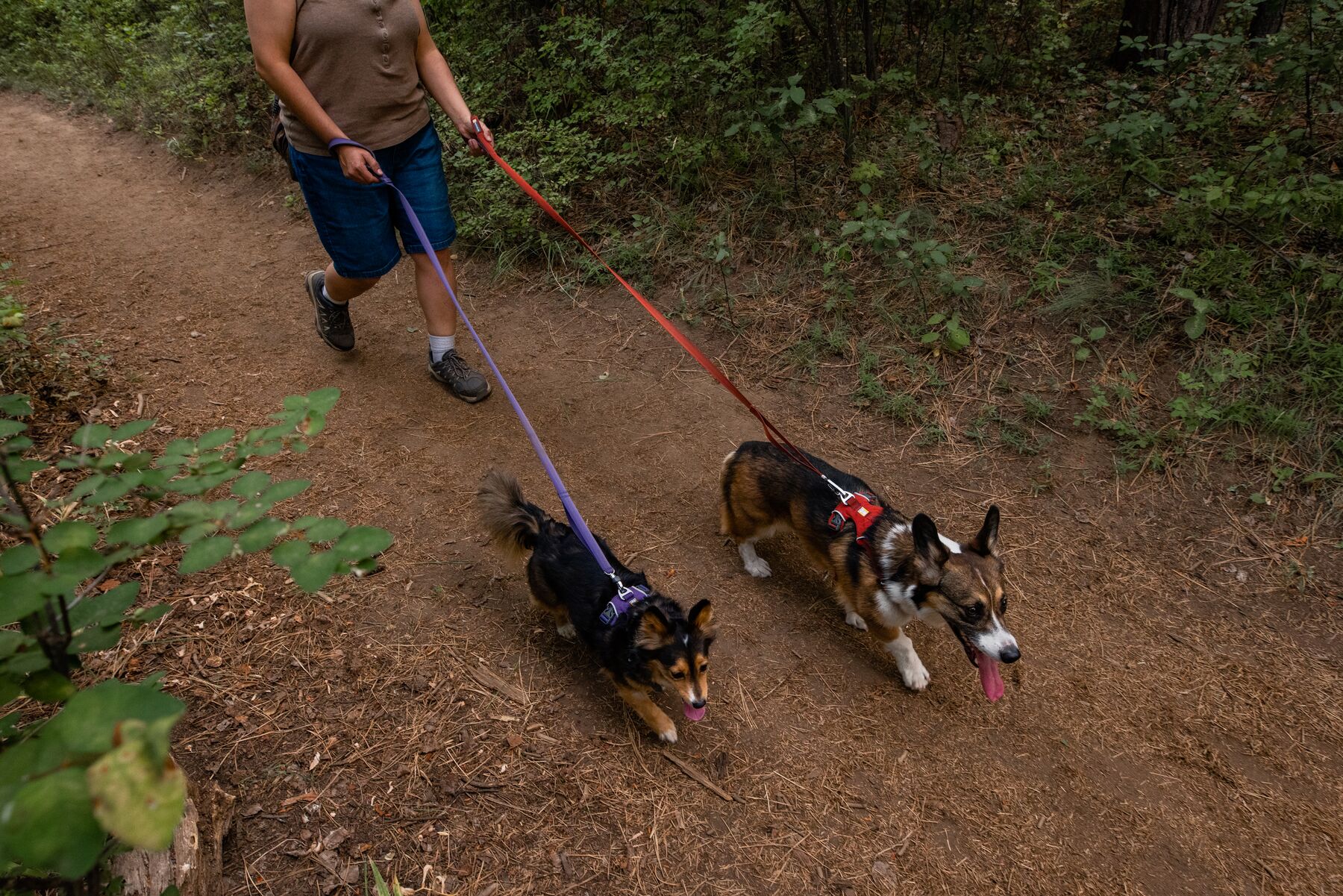 RuffWear Front Range® Harness Red Clay