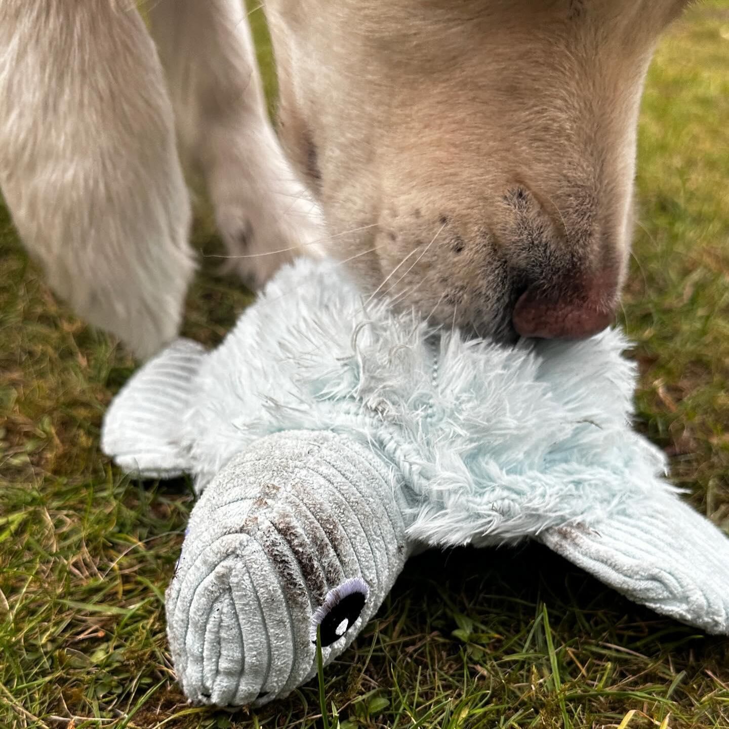 Gruni Hundespielzeug Schildkröte Shiggy