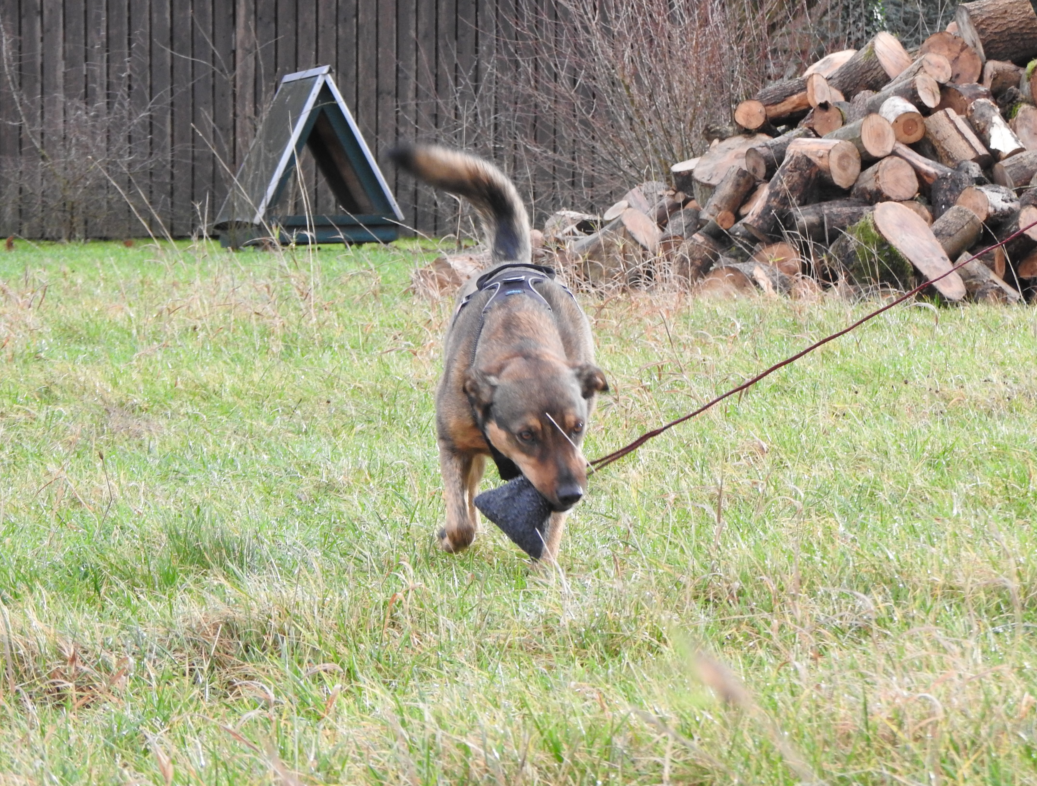Schulze Hundetrainingsangel Catch Me