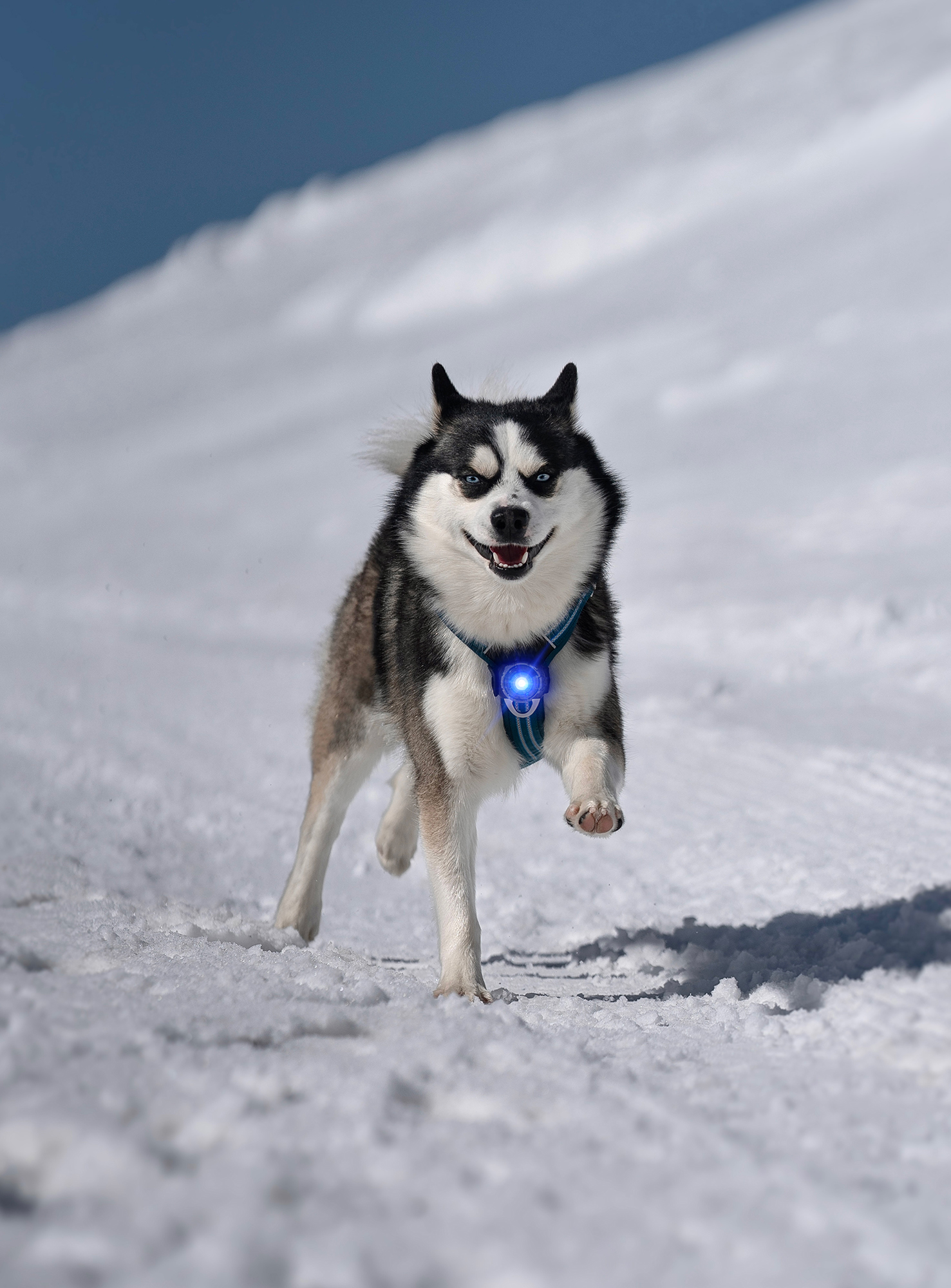 Orbiloc Dog Dual Light blue