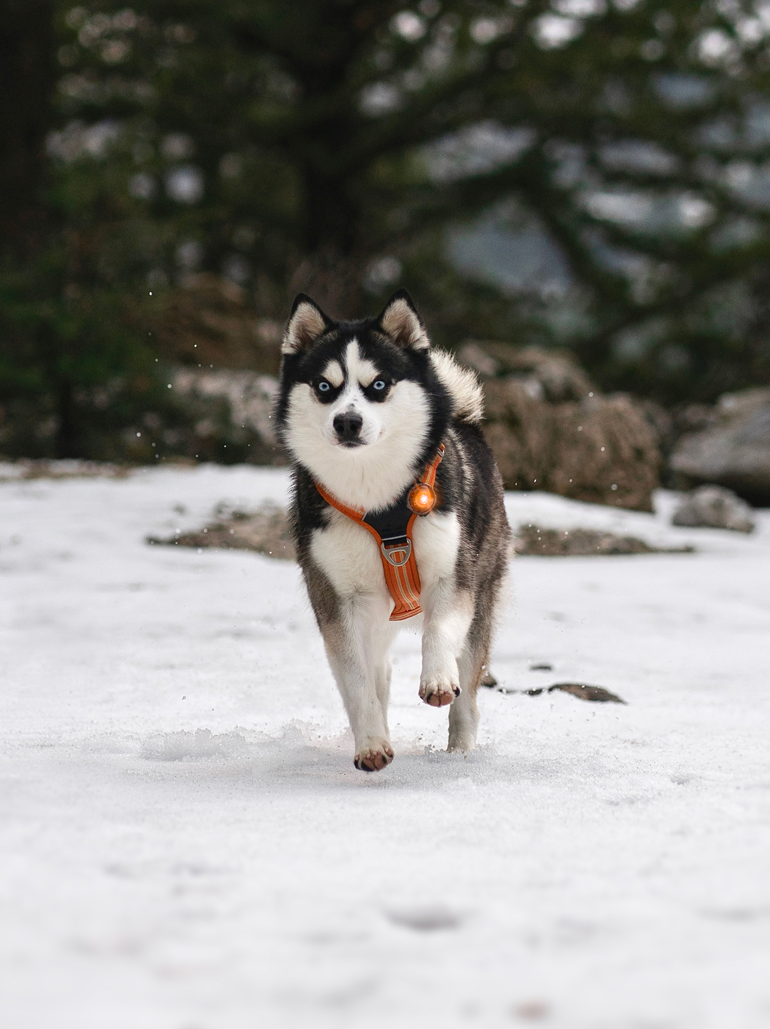 Orbiloc Dog Dual Light amber
