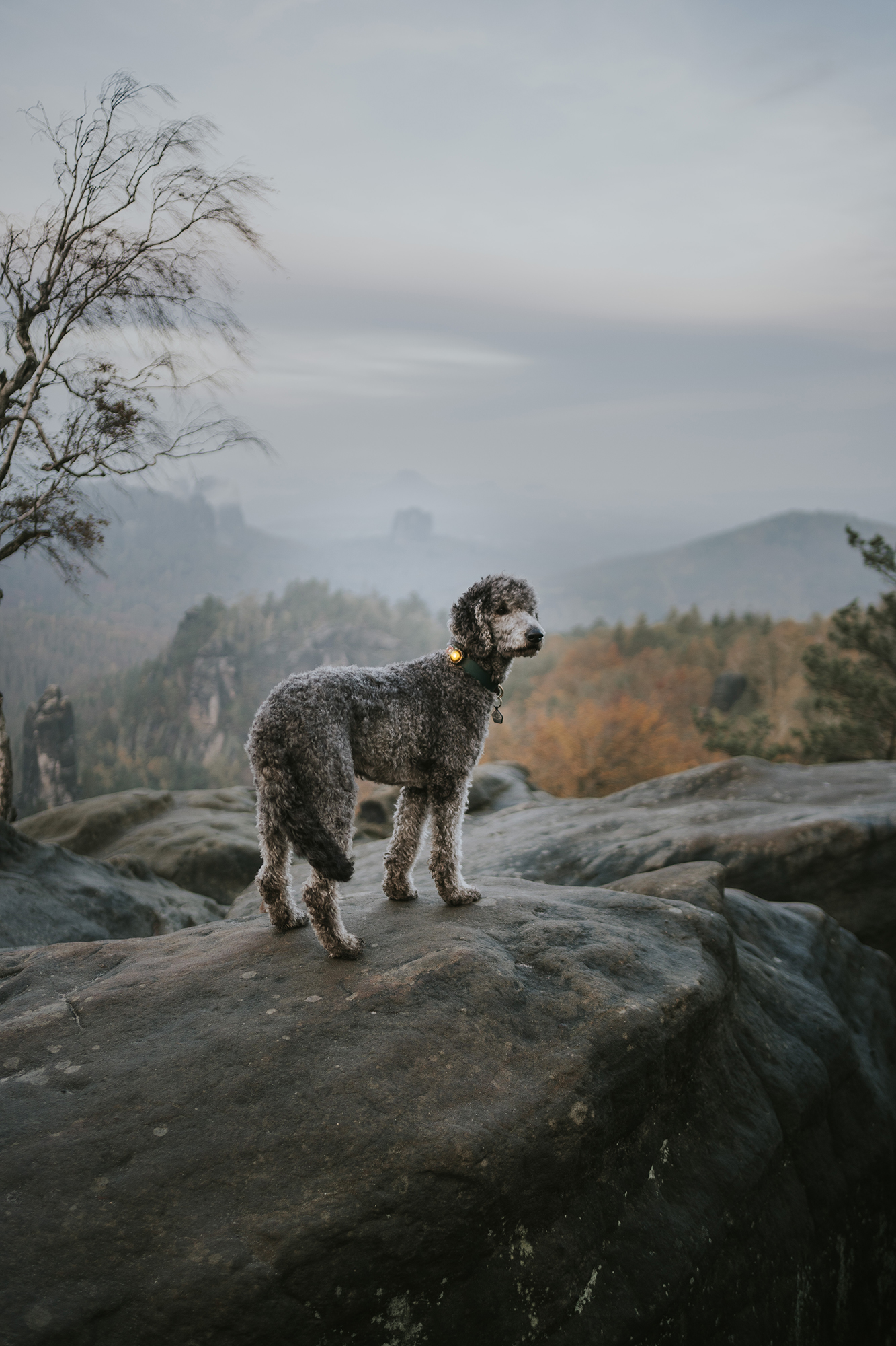 Orbiloc Dog Dual Light yellow