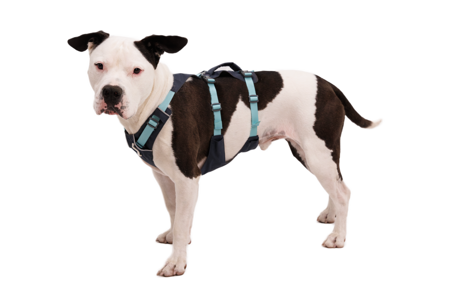 Ruffwear Flagline™ Harness Basalt Gray