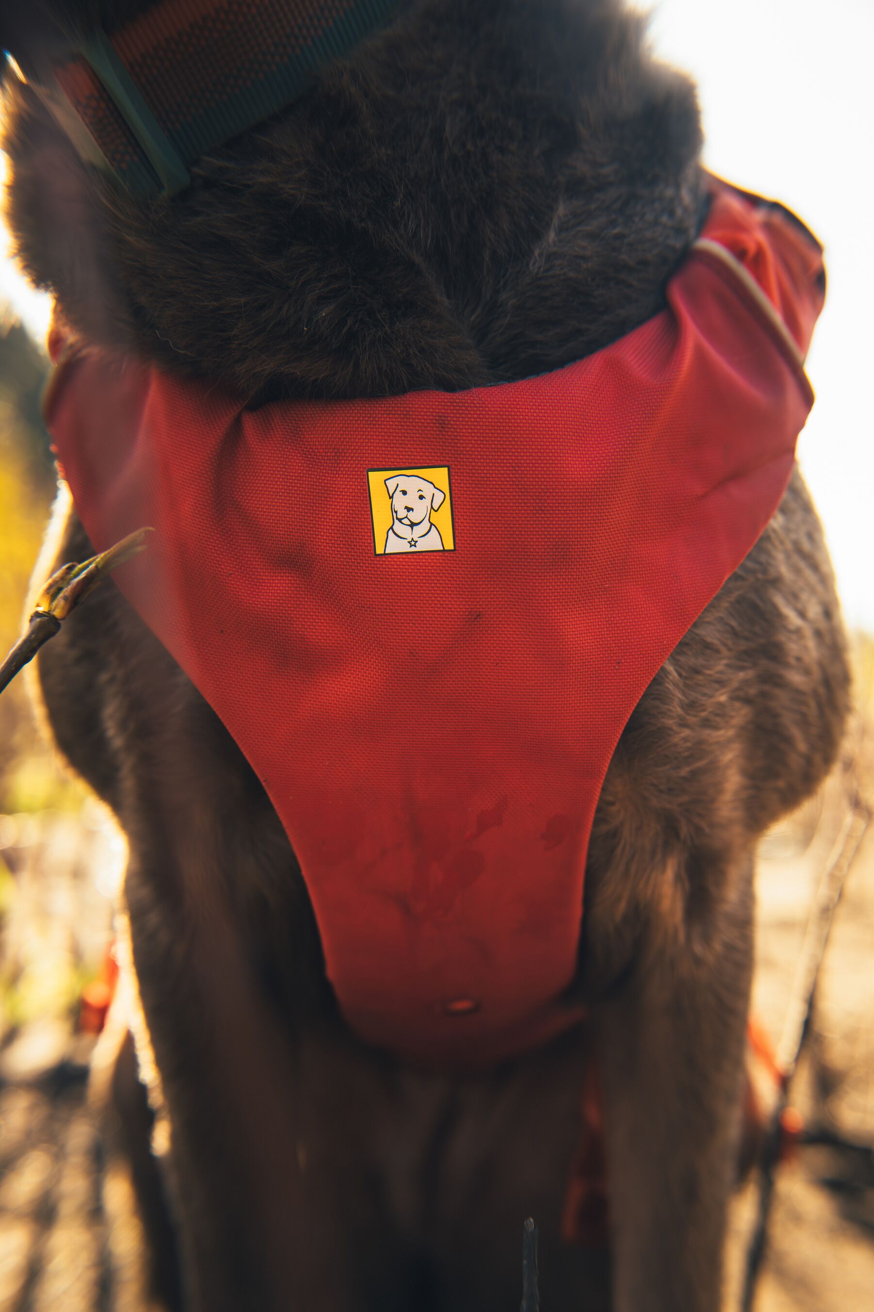 Ruffwear Confluence™ Support Jacket Tangelo Orange Ruffwear Confluence™ Support Jacket Tangelo Orange