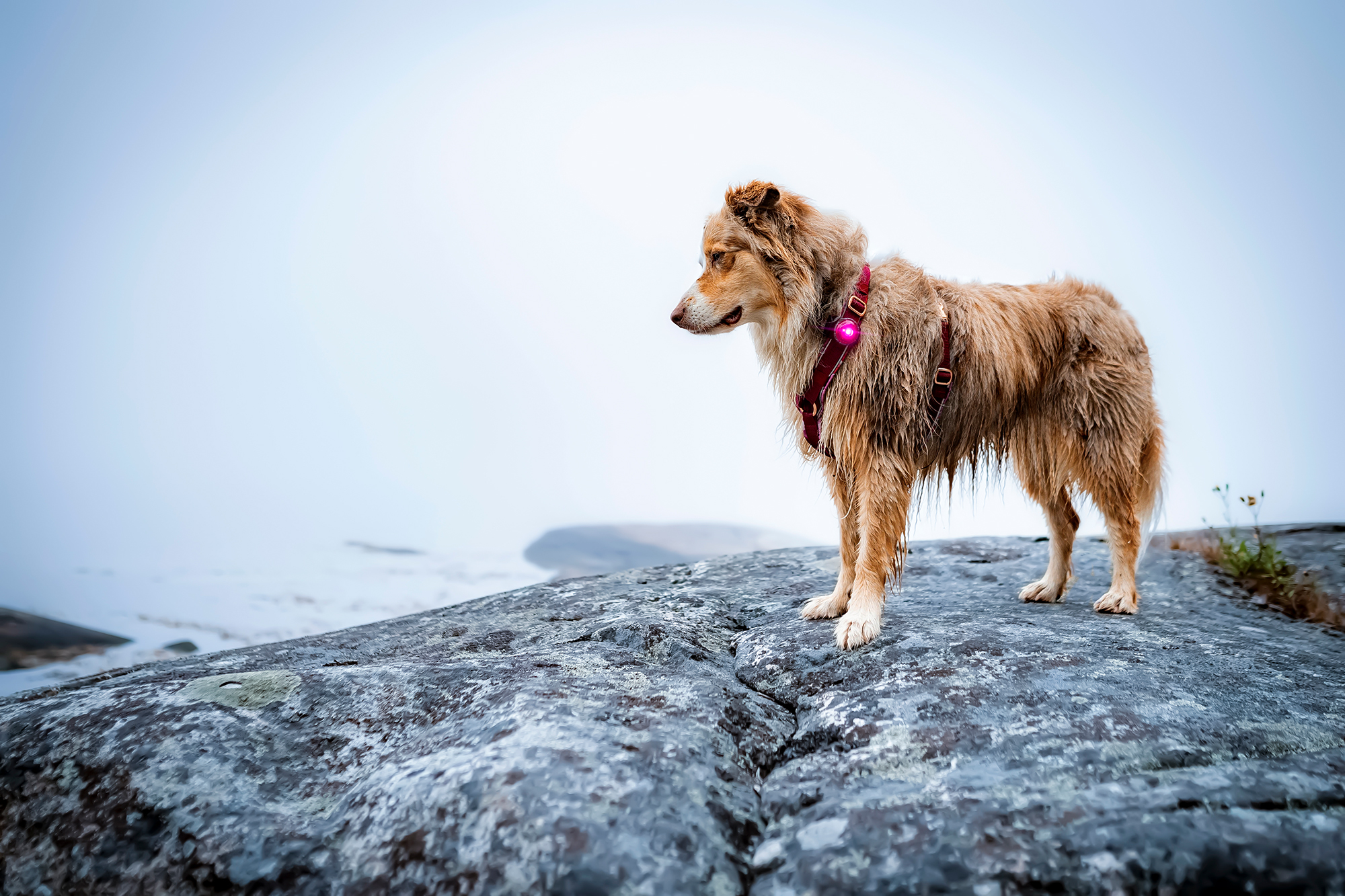 Orbiloc Dog Dual Light pink