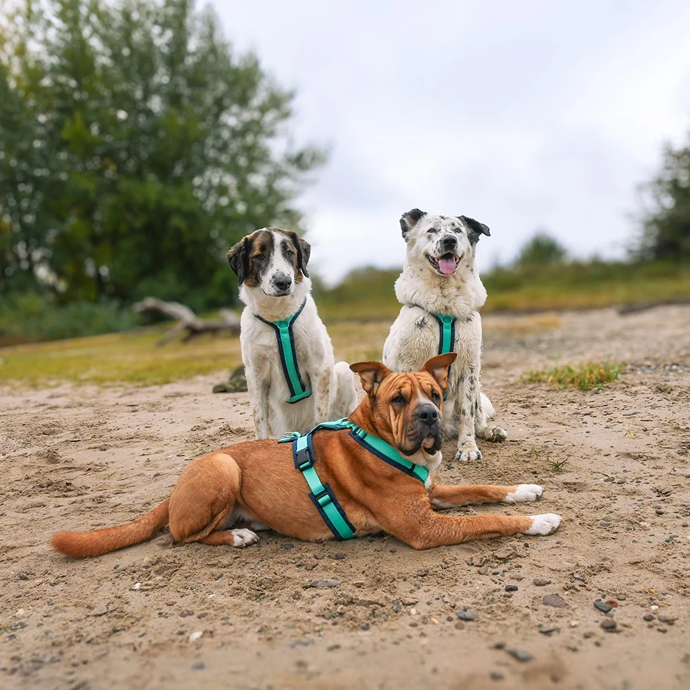 annyx Geschirr Fun Ozean