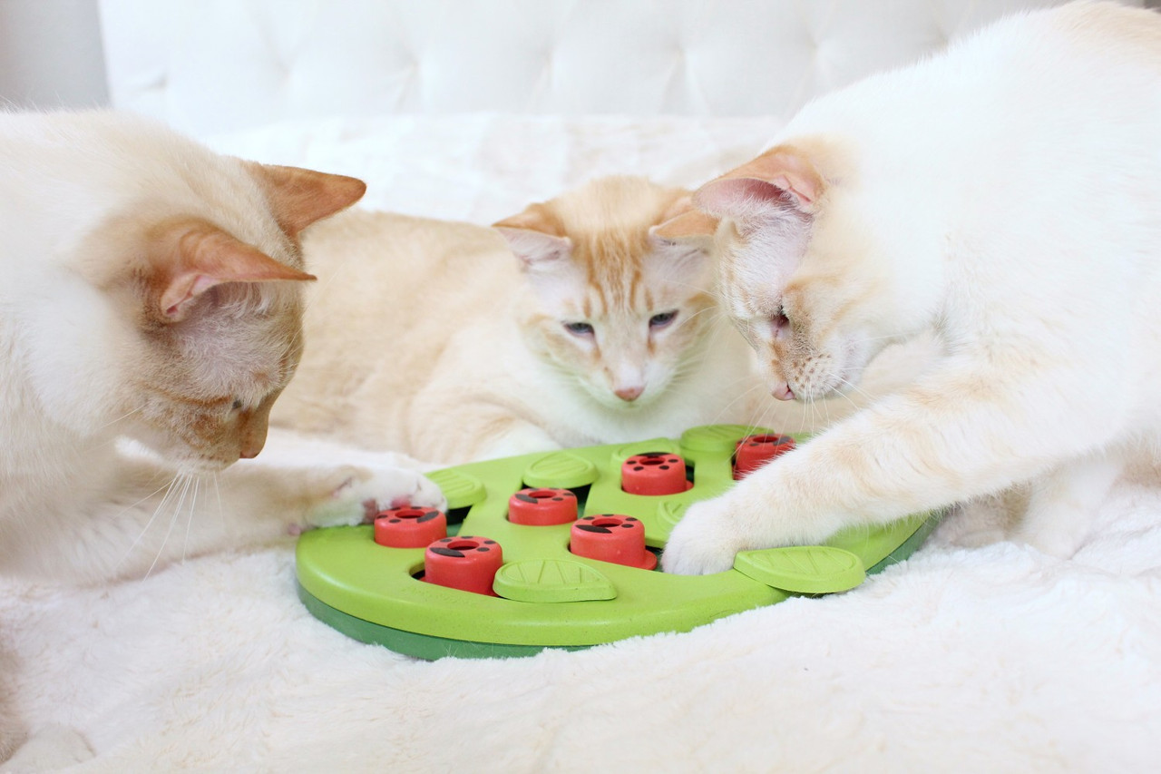 Catstages Puzzle & Play Buggin Out