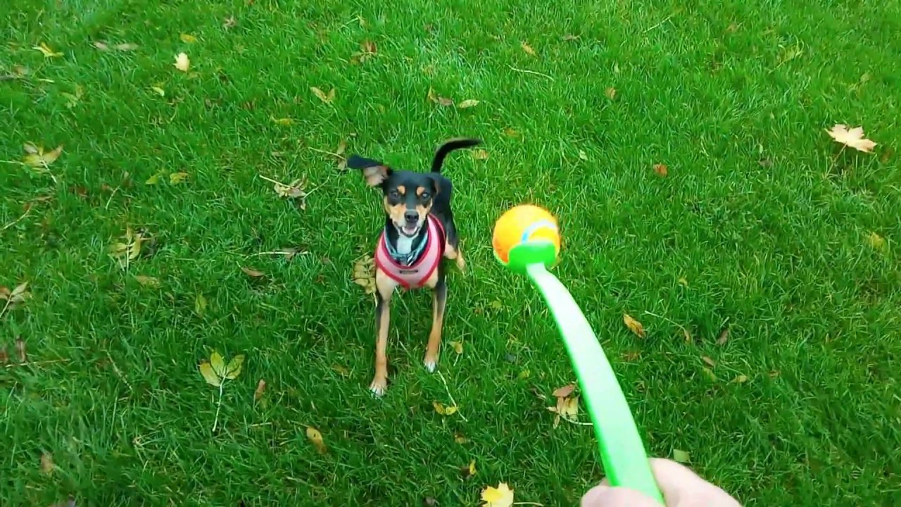 Chuckit Sport Ball Launcher